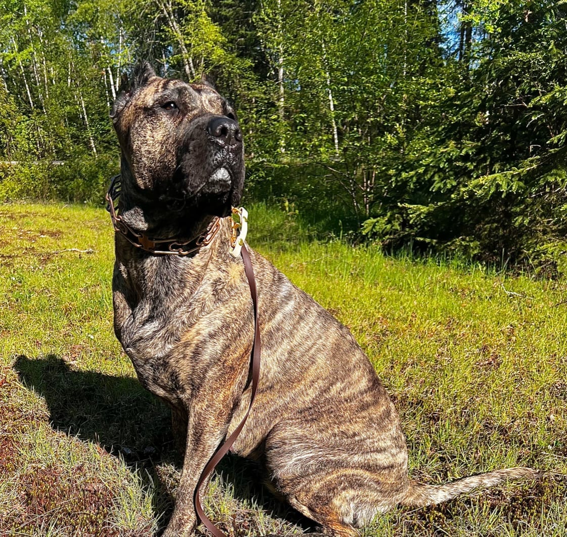 Murphy