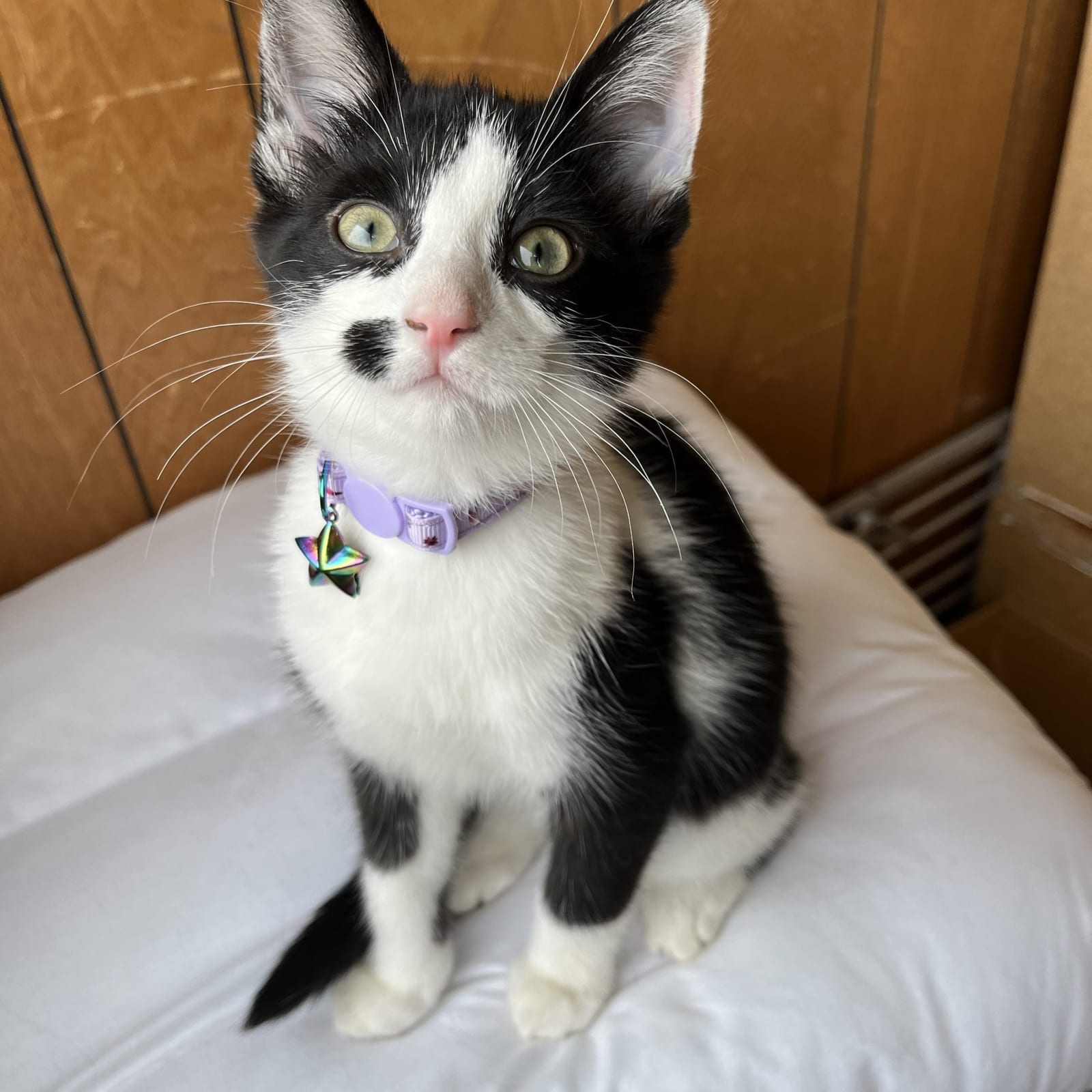 Bonnie