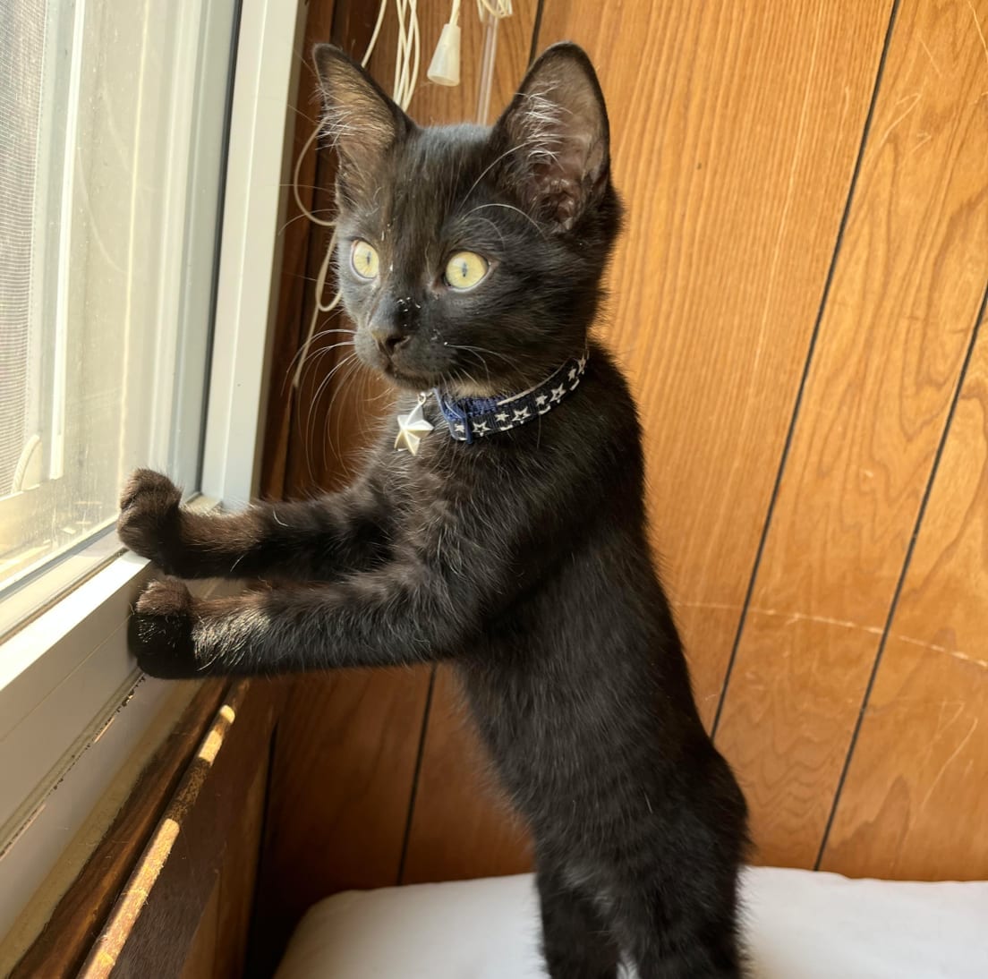 Clyde