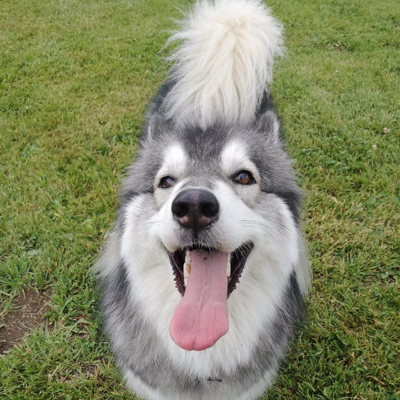 Luna