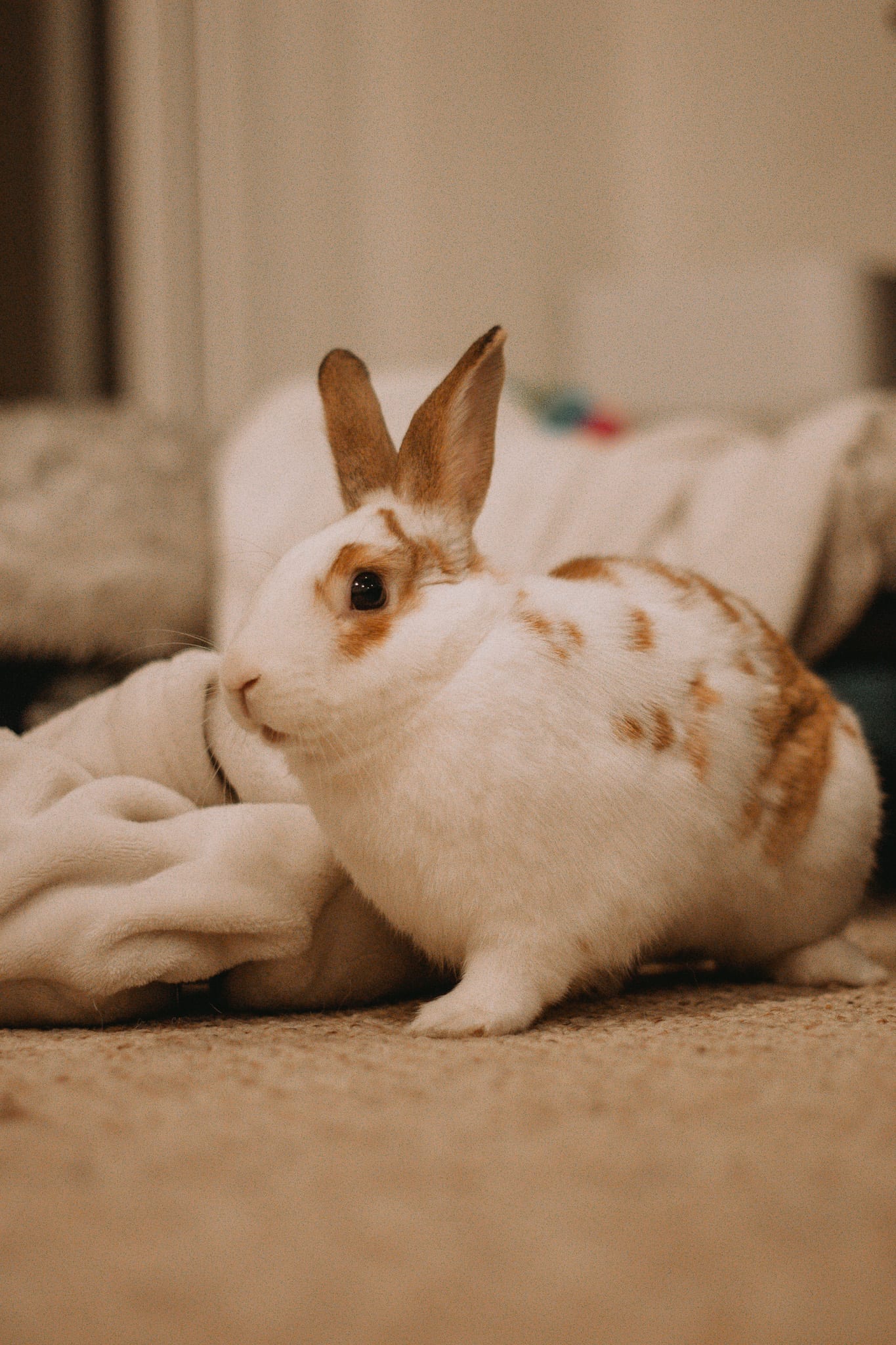 Toffee