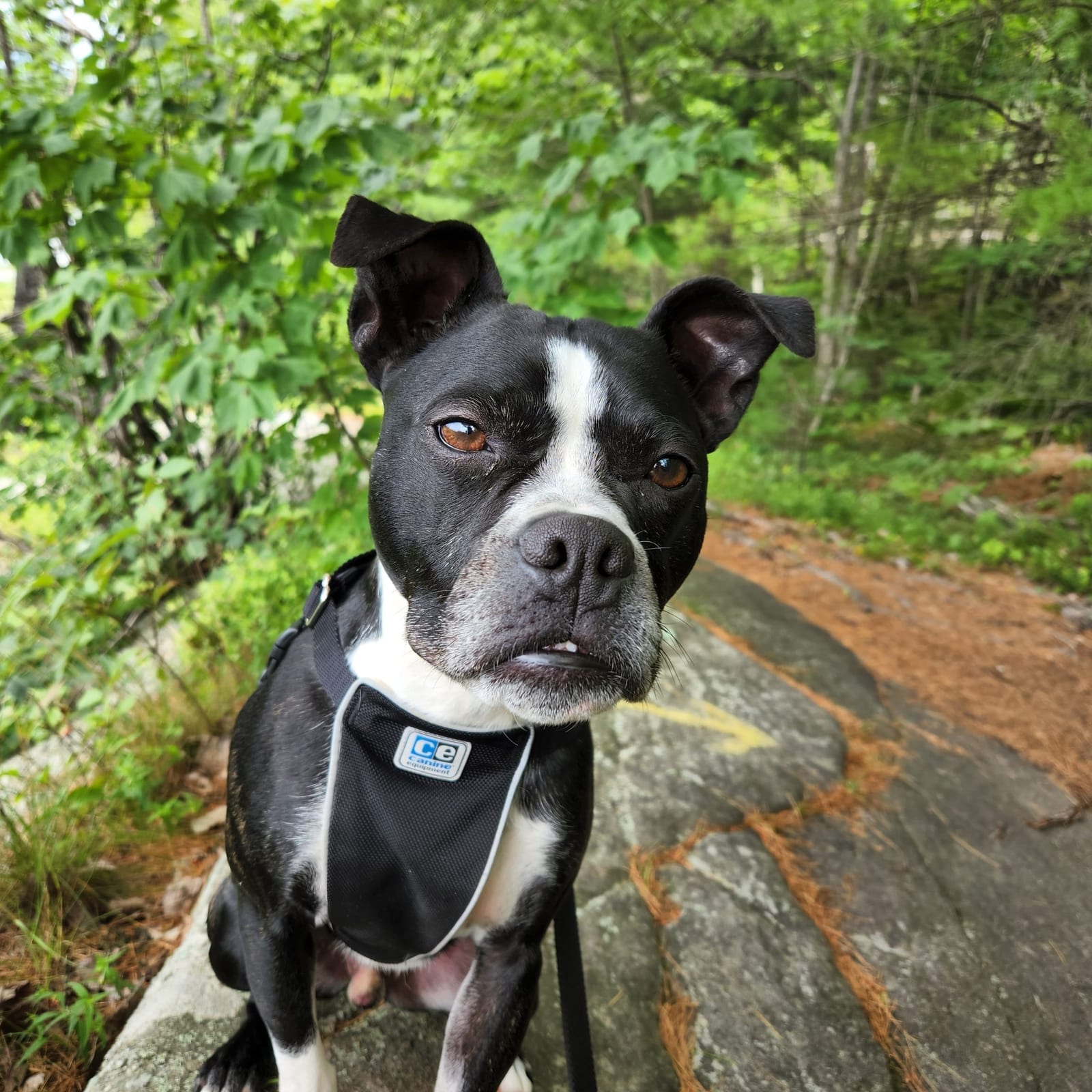 Gus