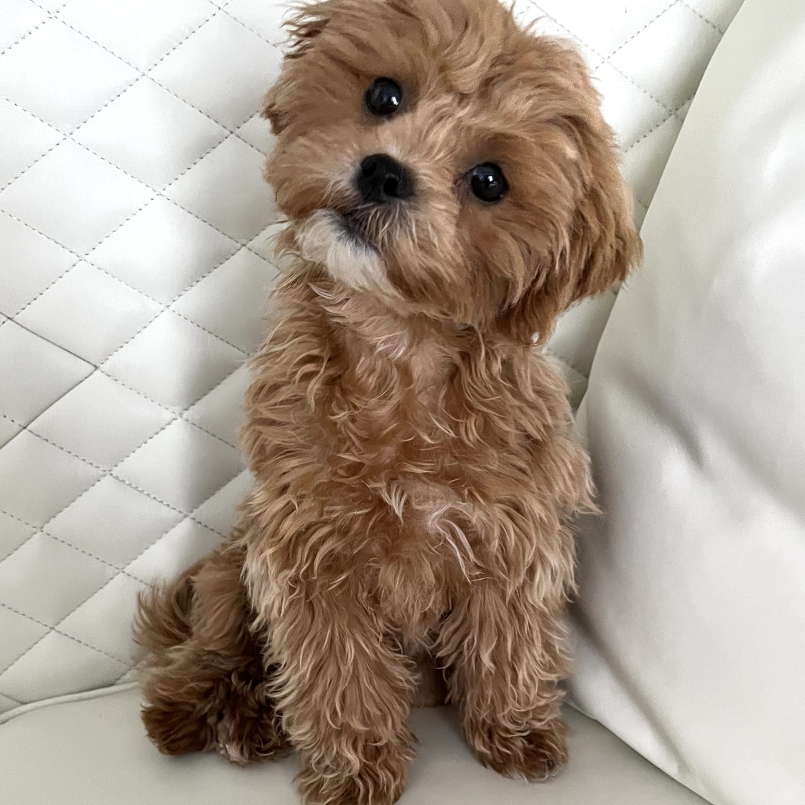 Harley