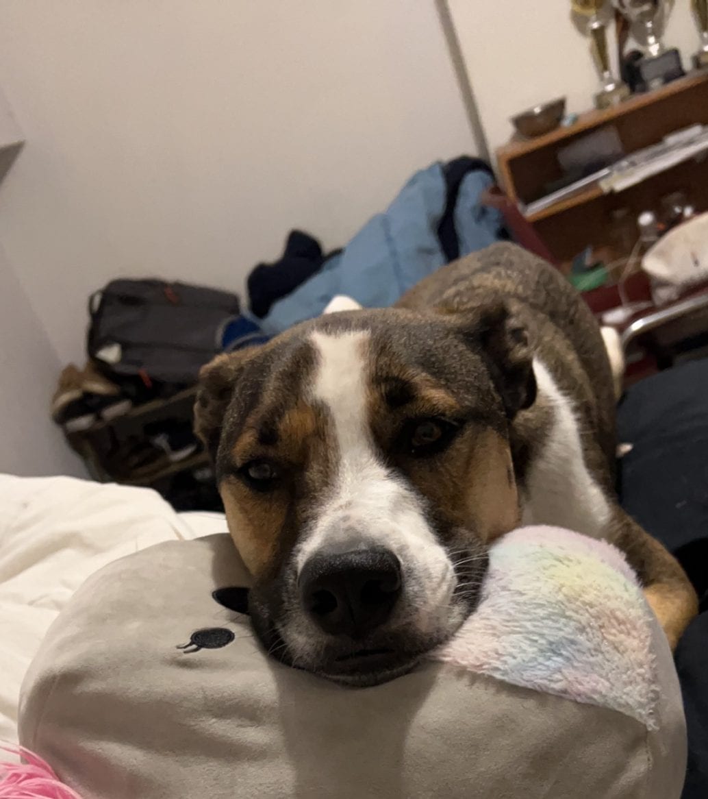 Cici