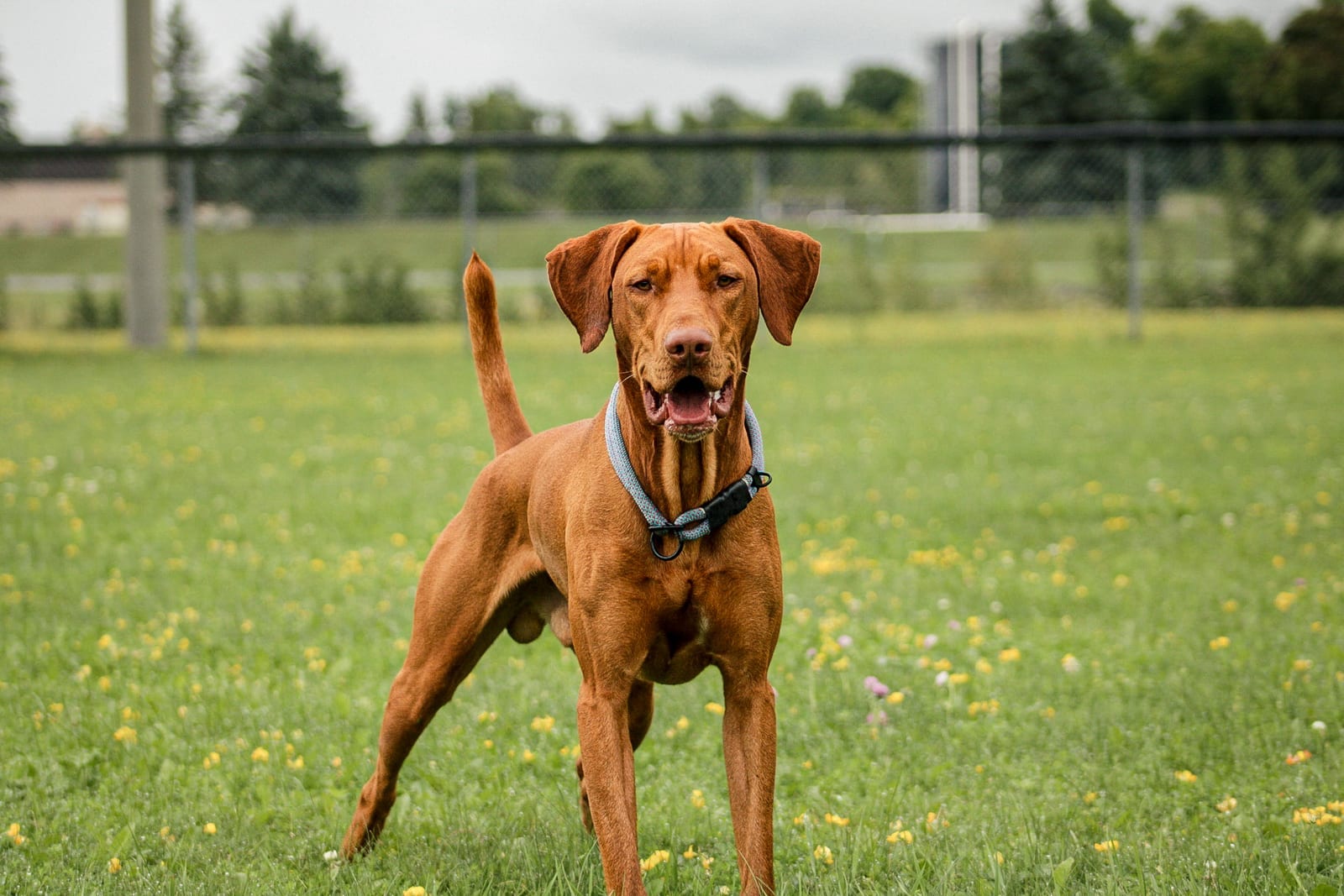 Mowgli