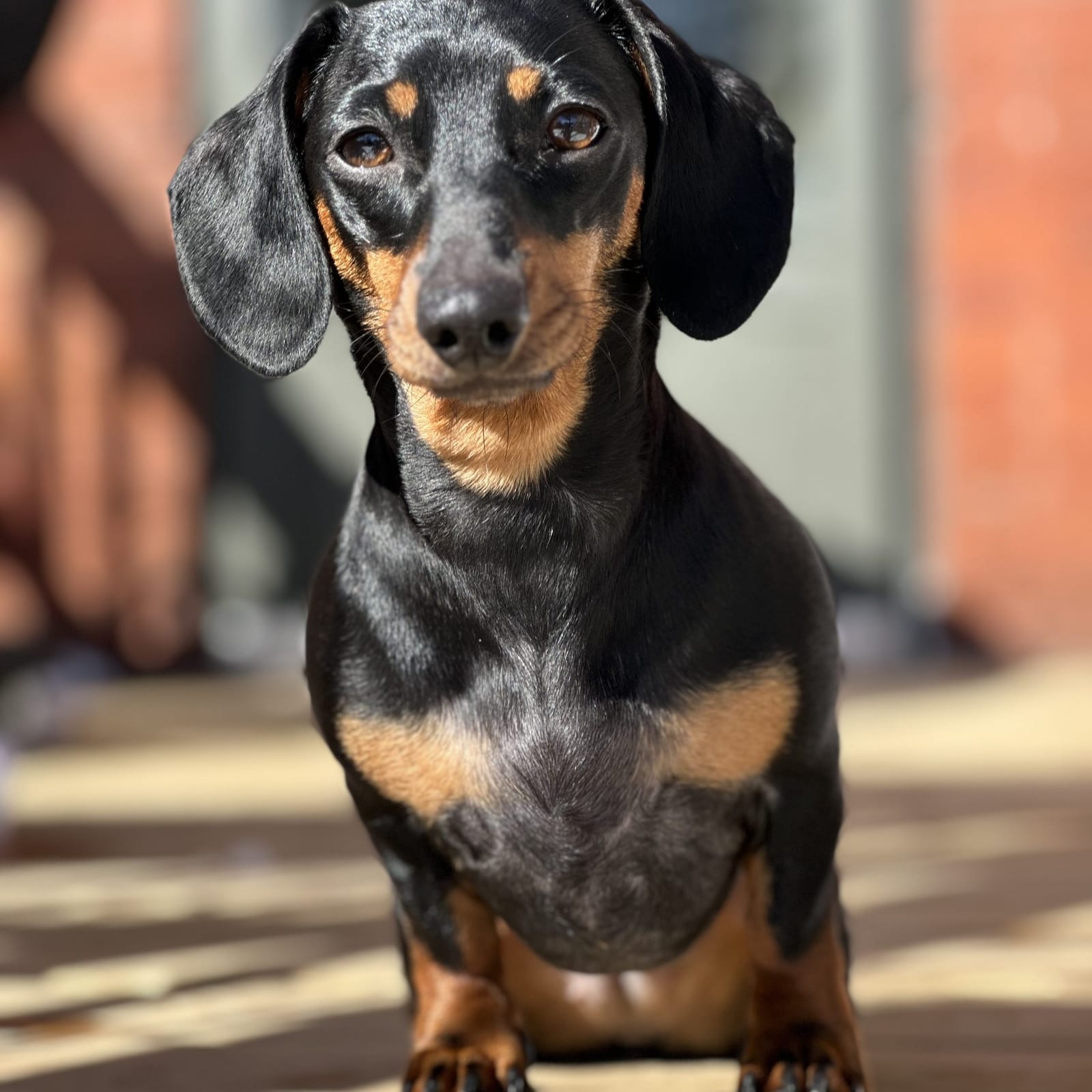 Ziggy
