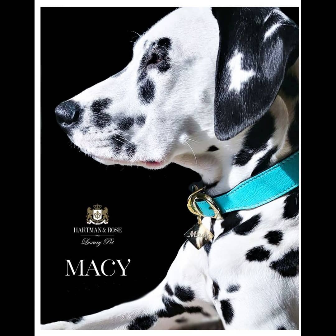 Macy