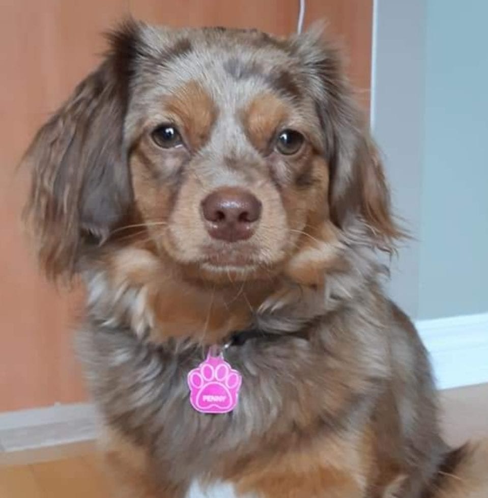Penny