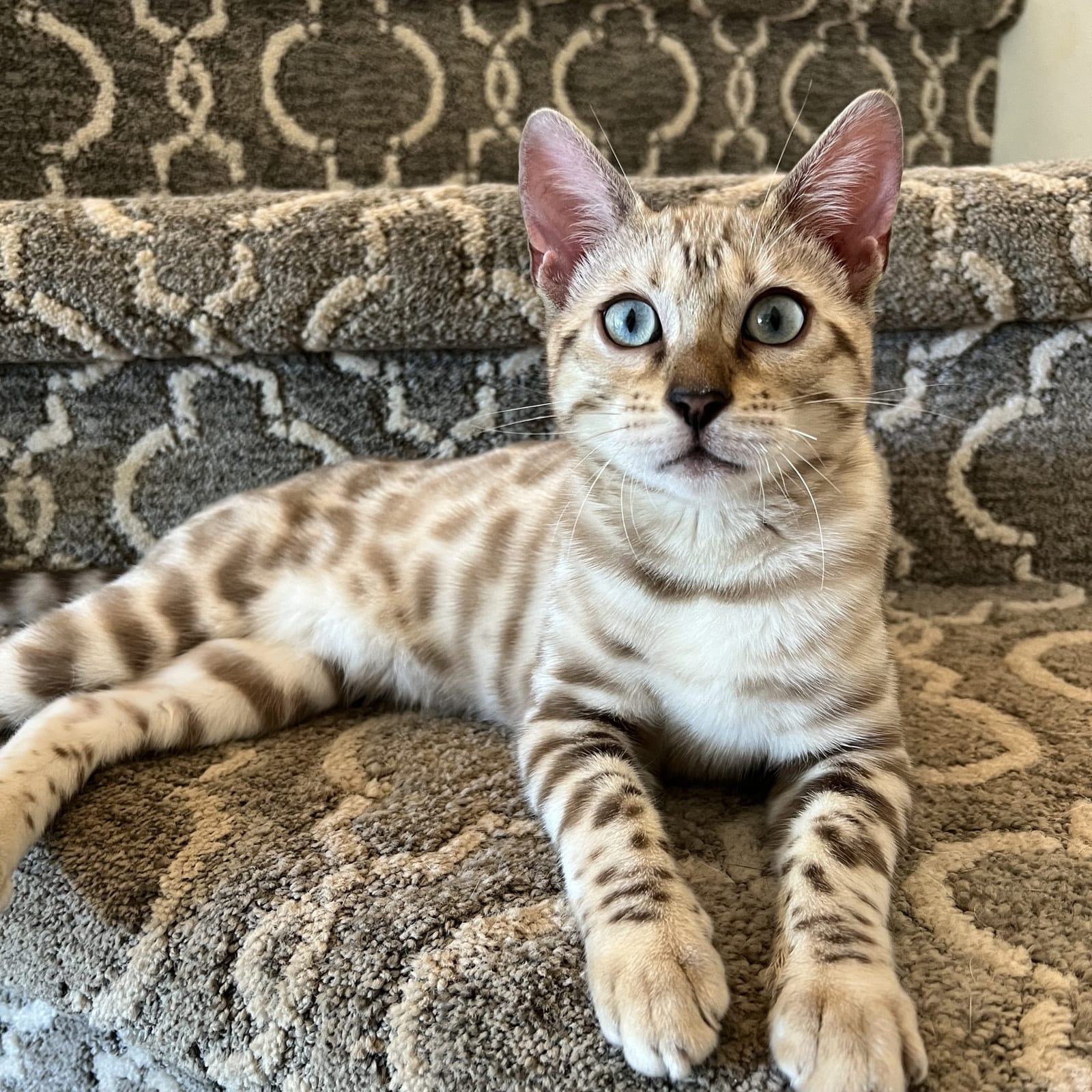 Elsa