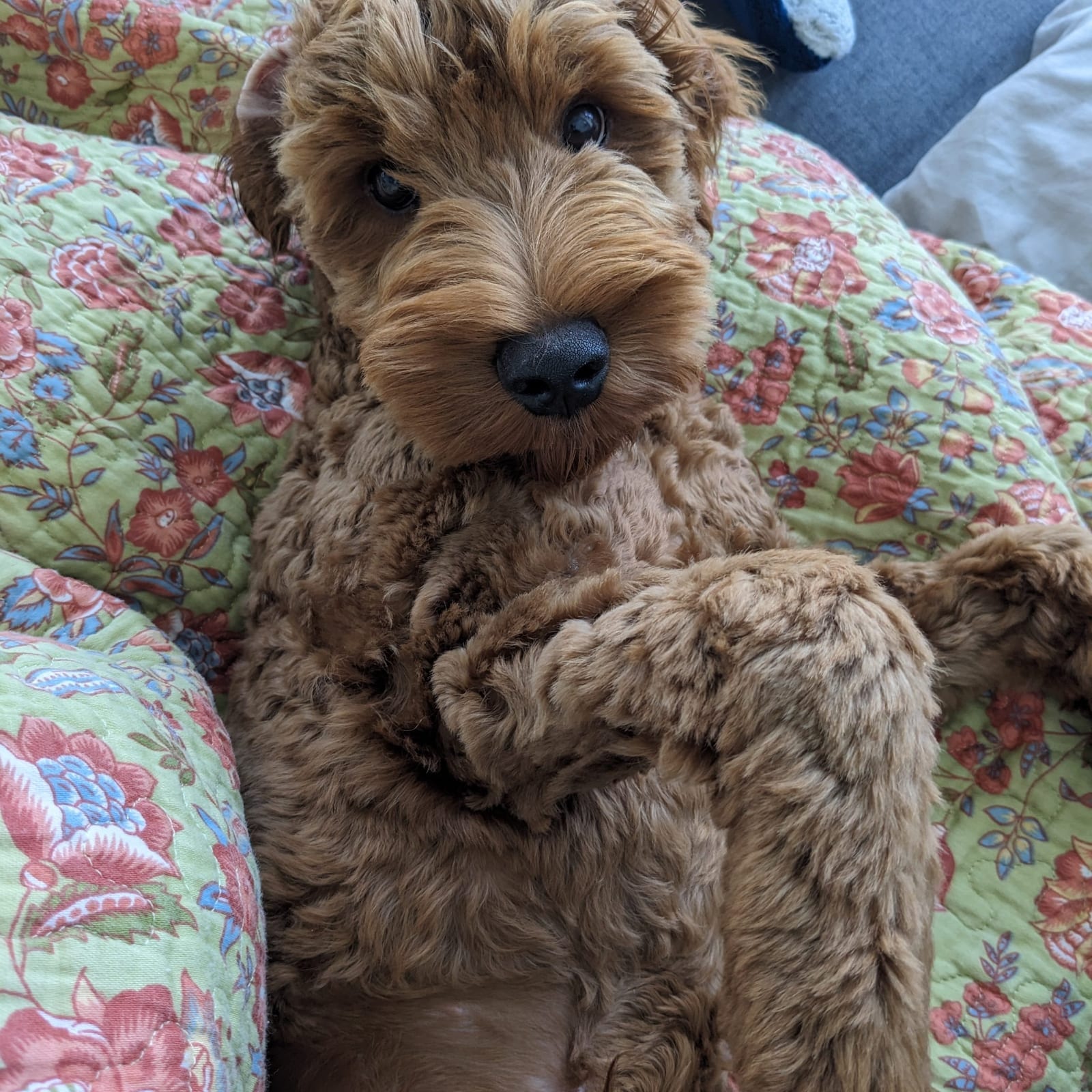 Mookie