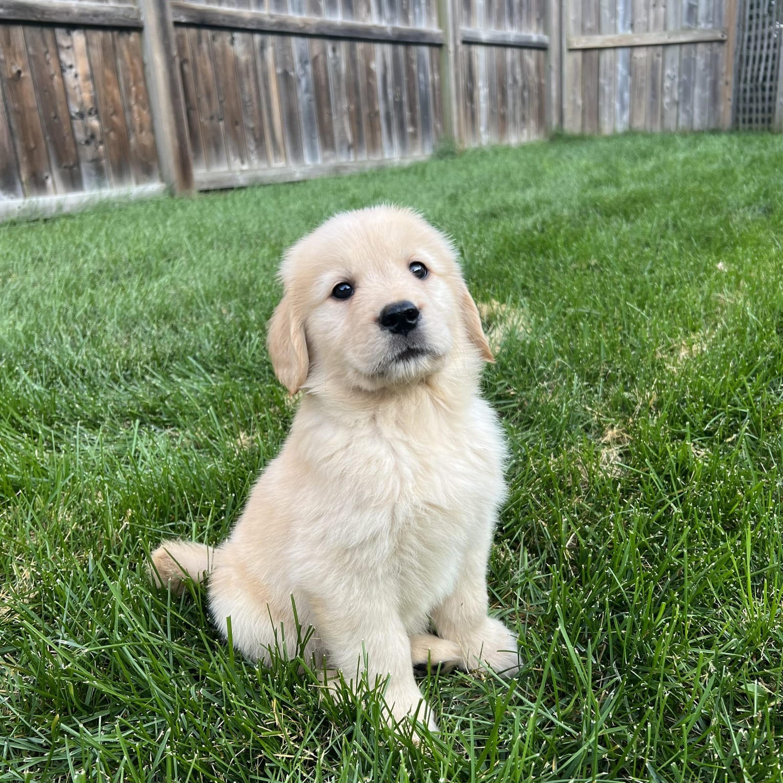 Sammy