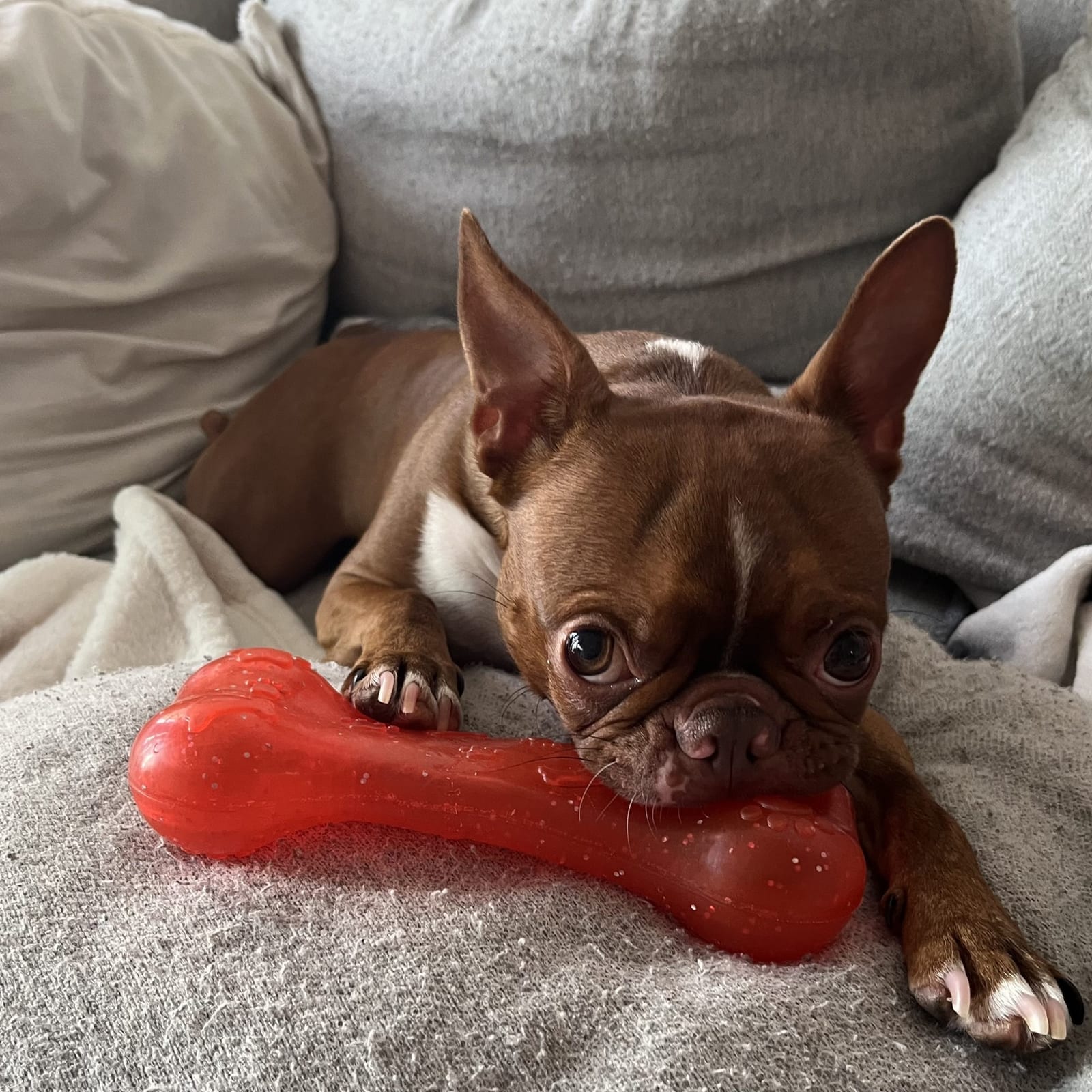 Melo