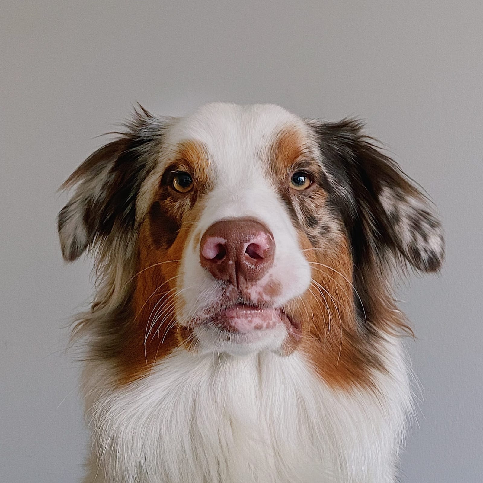 Milo
