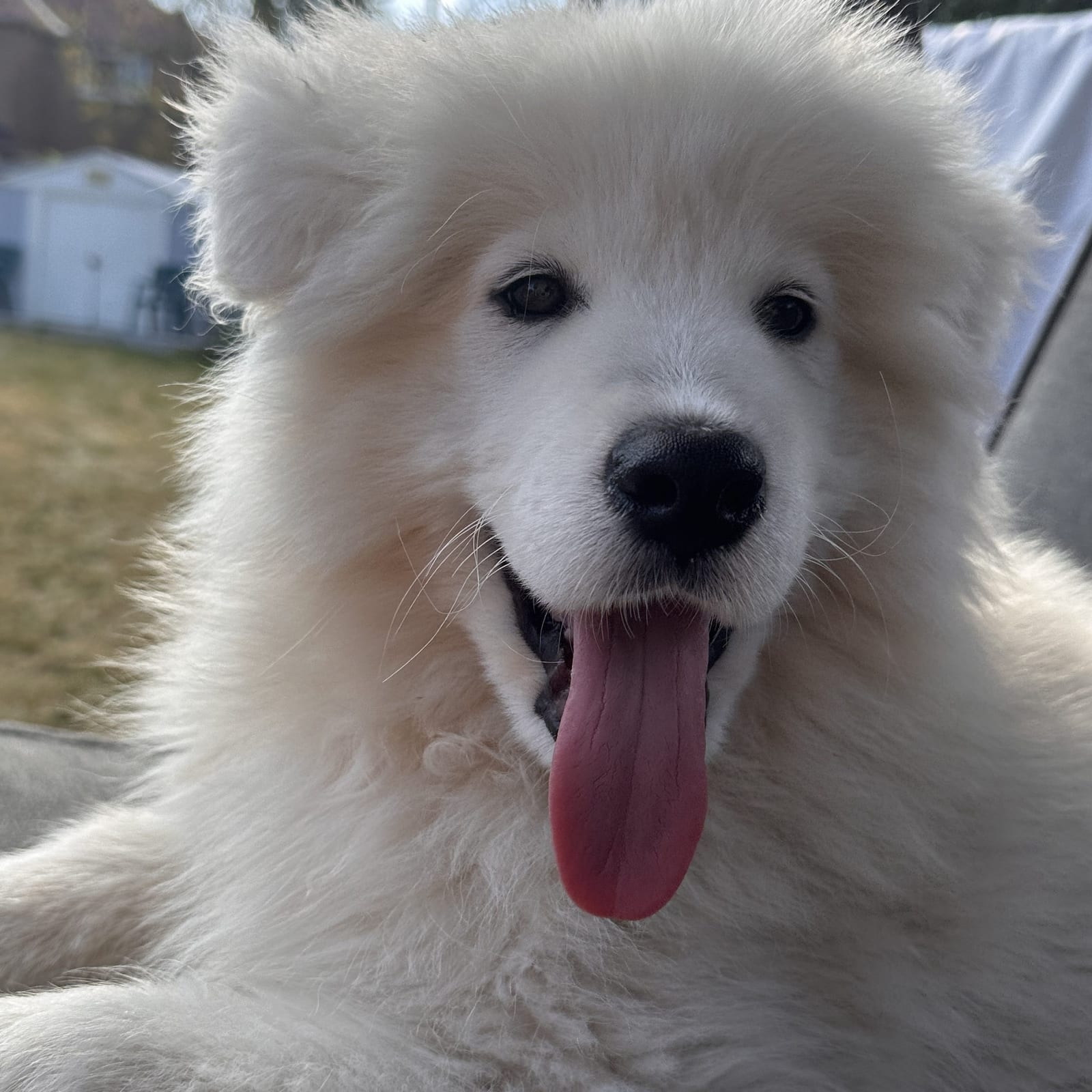 Mochi