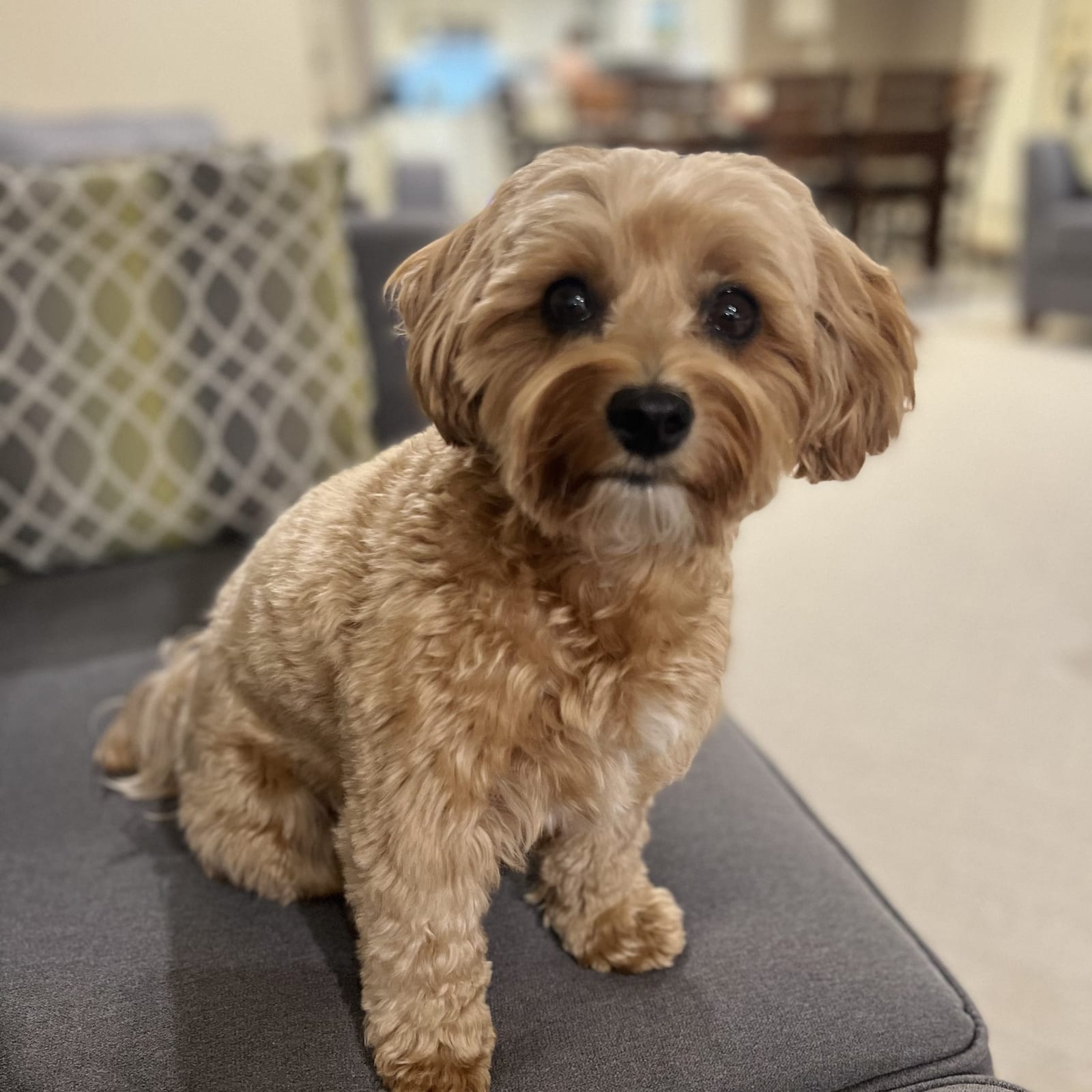 Bella