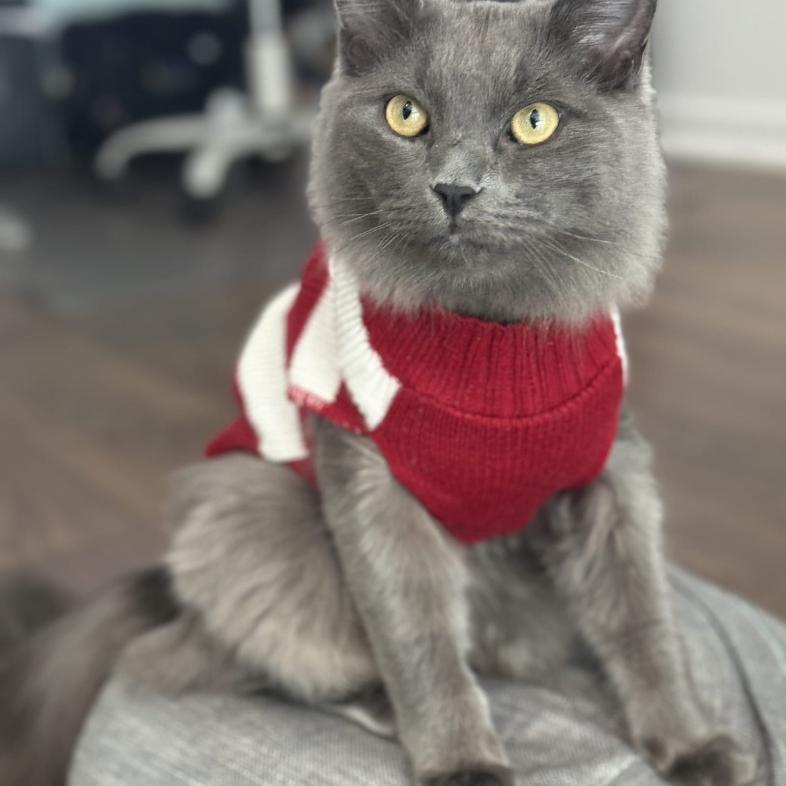 Elroy