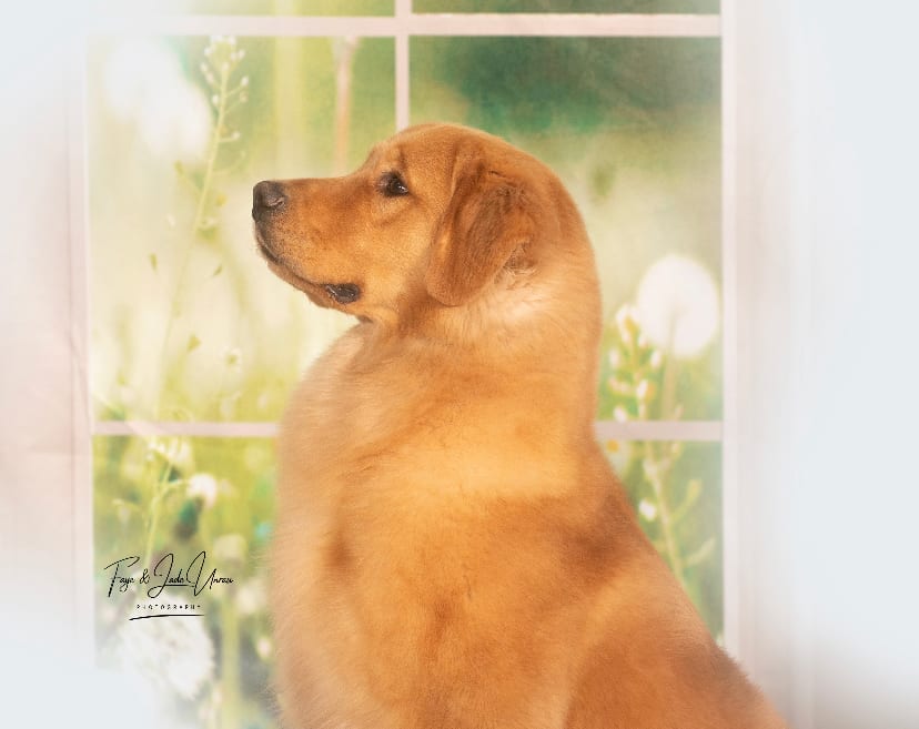 Finnegan