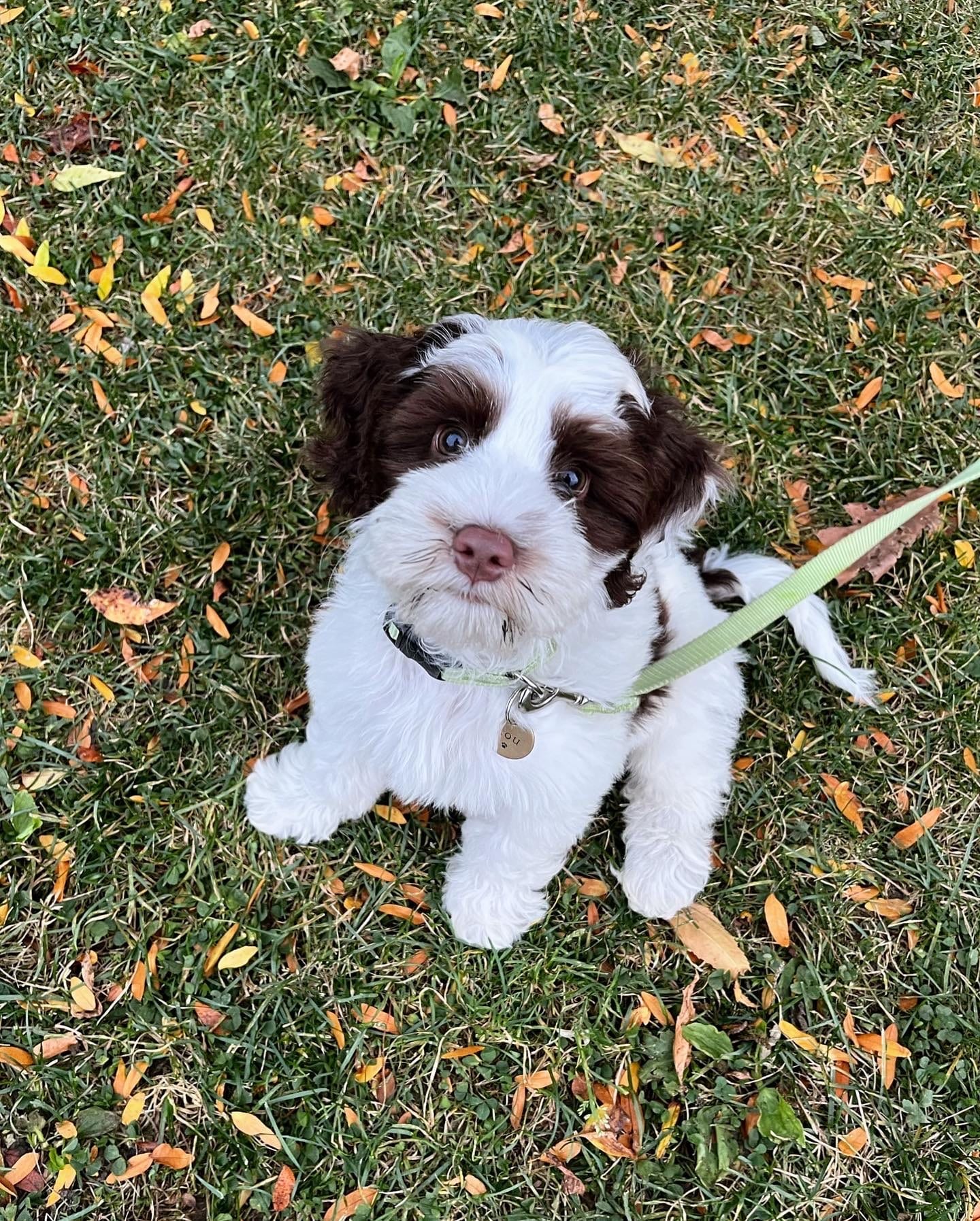 Lou