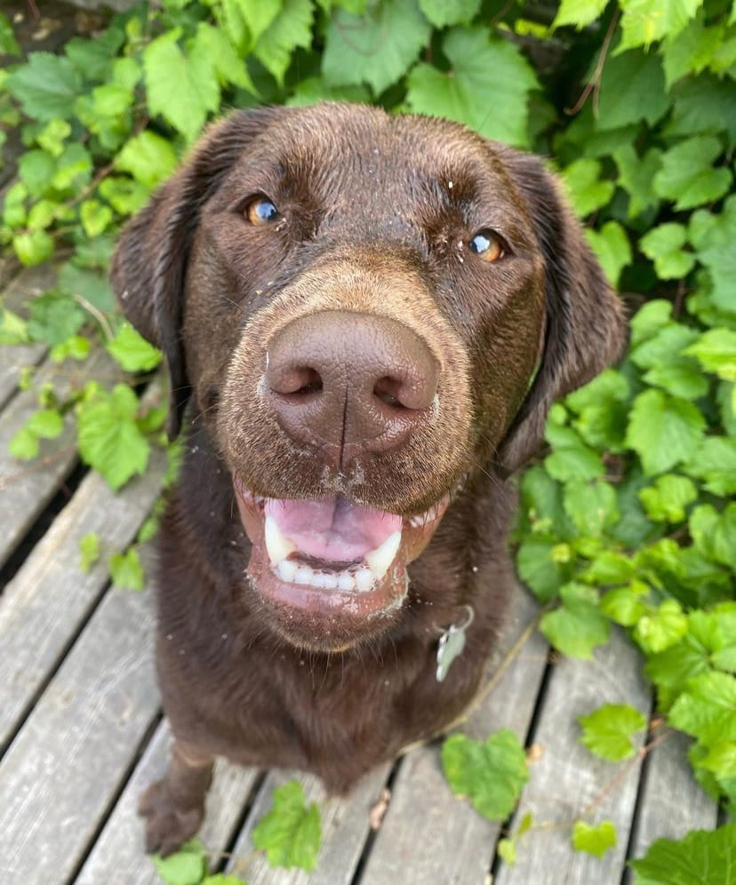 Juno