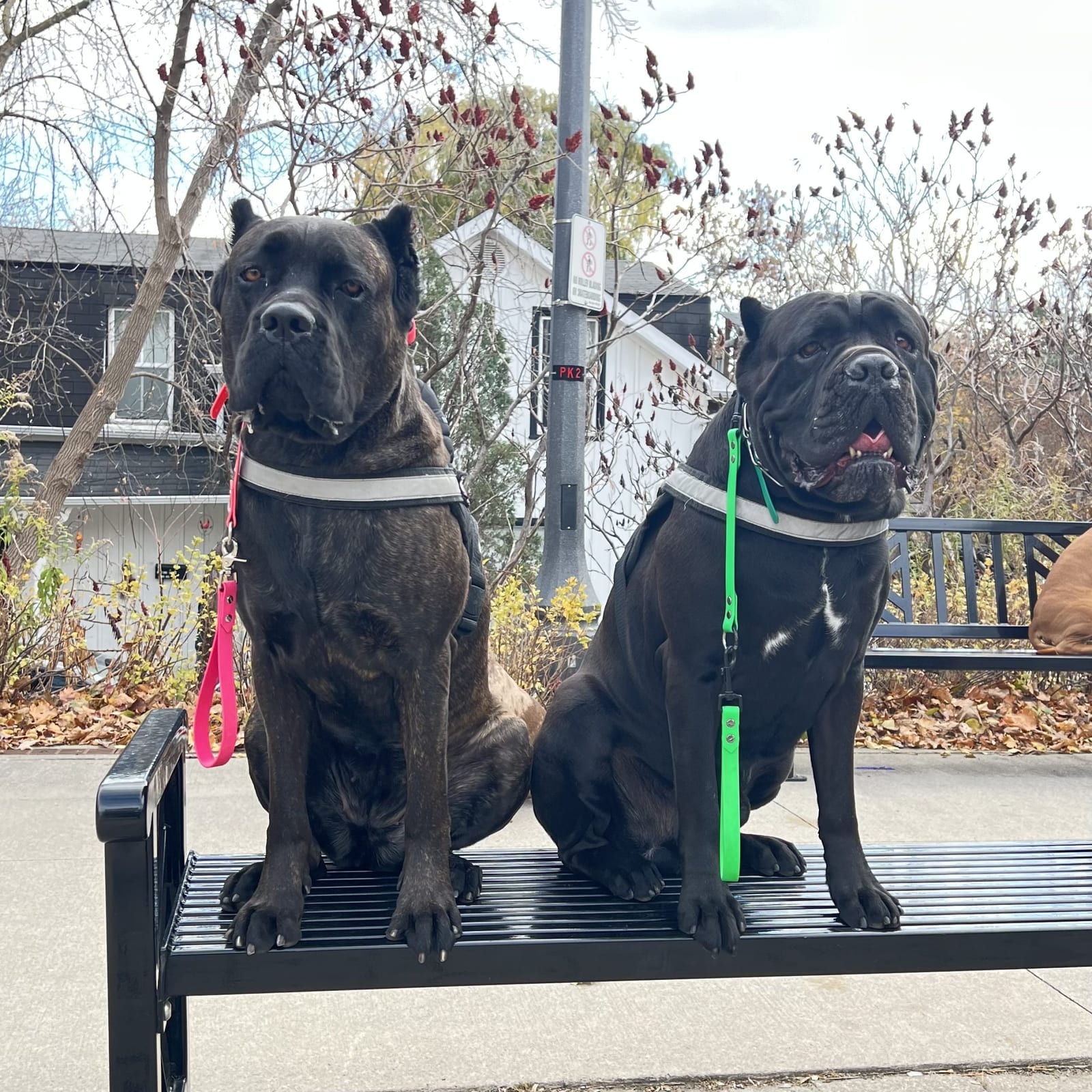 Romeo and Lisbon