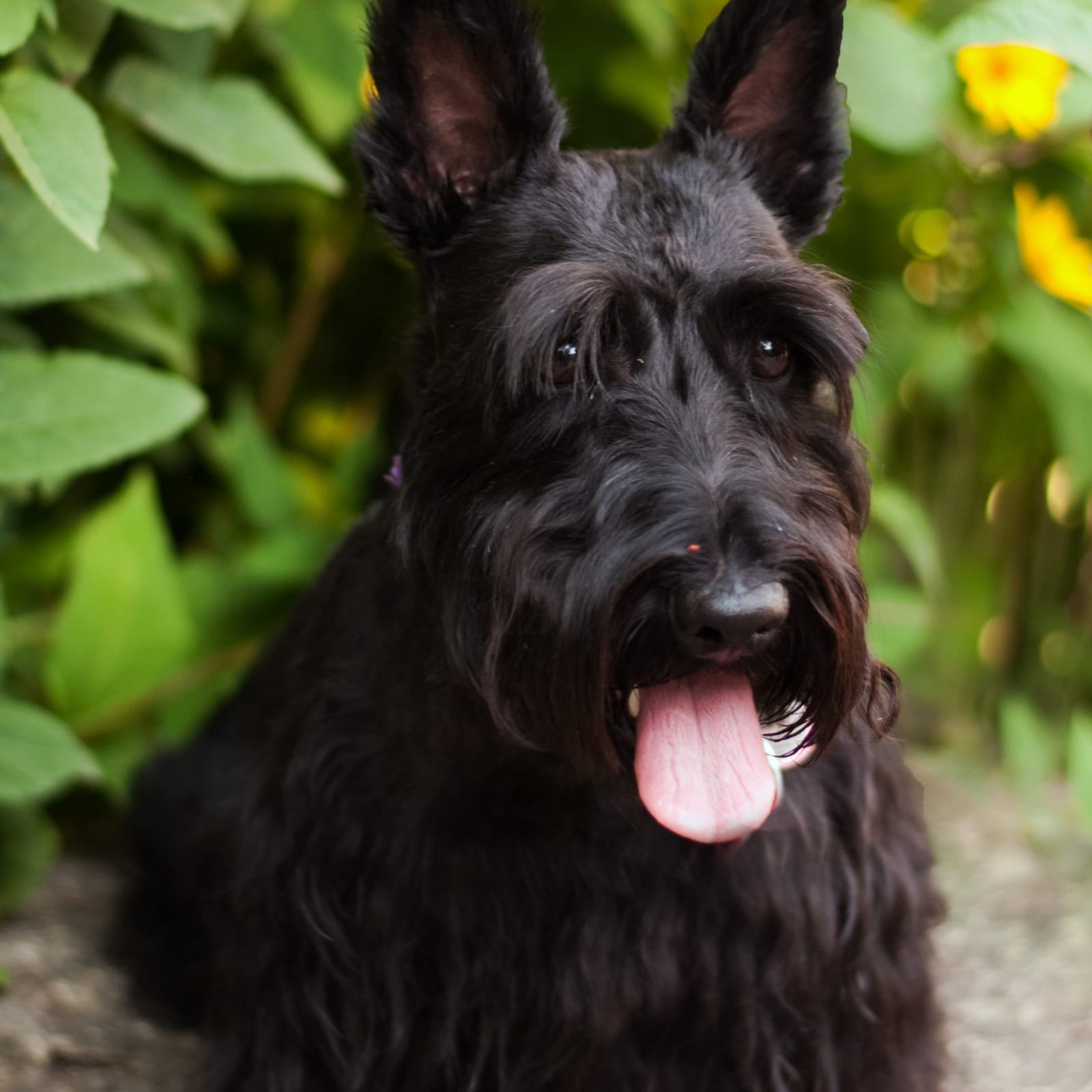 Georgie