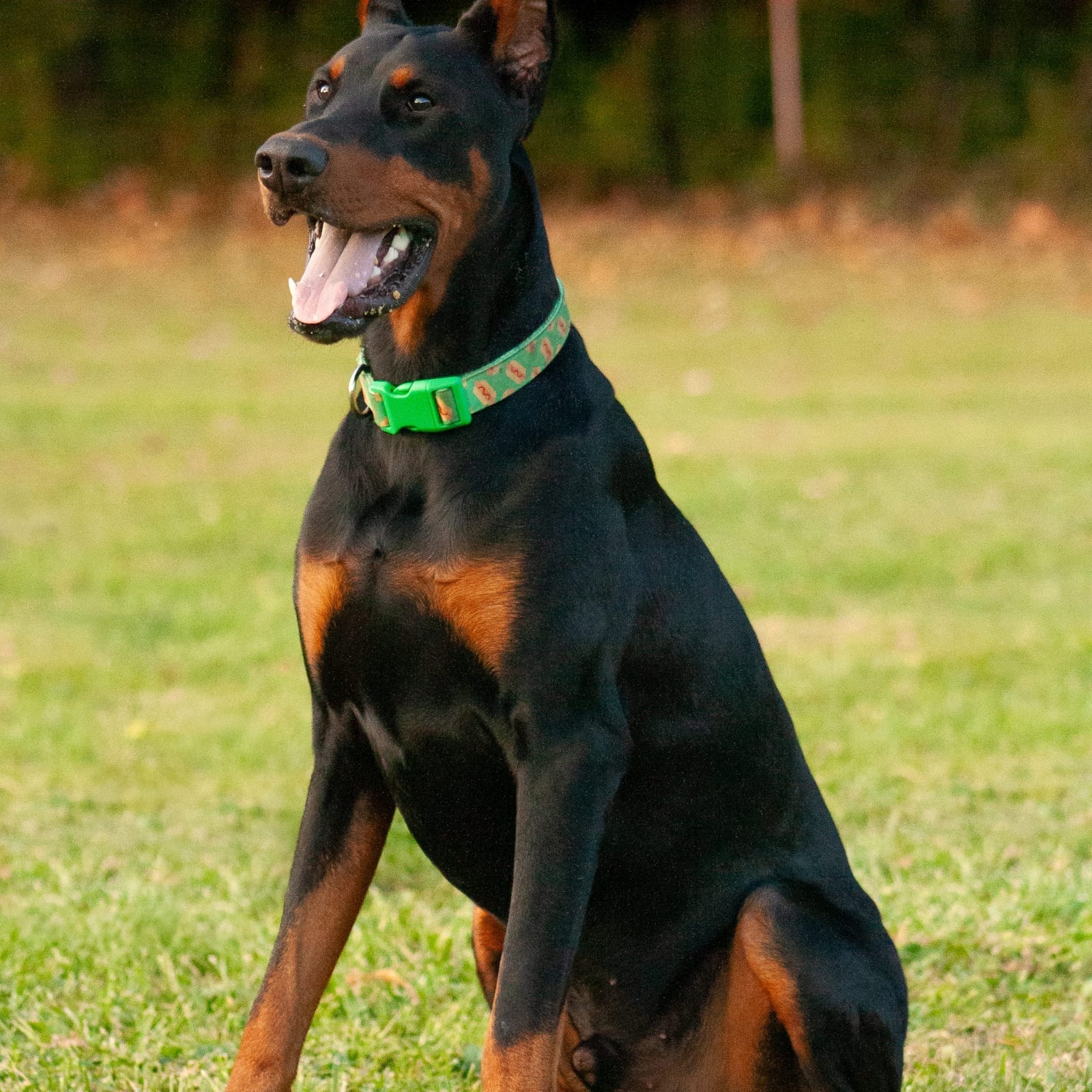 Desoto