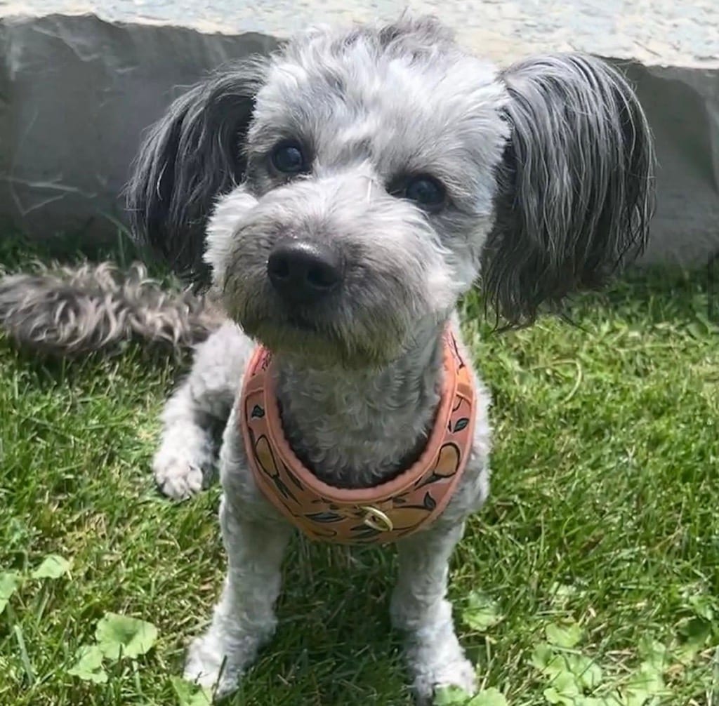 Poppy