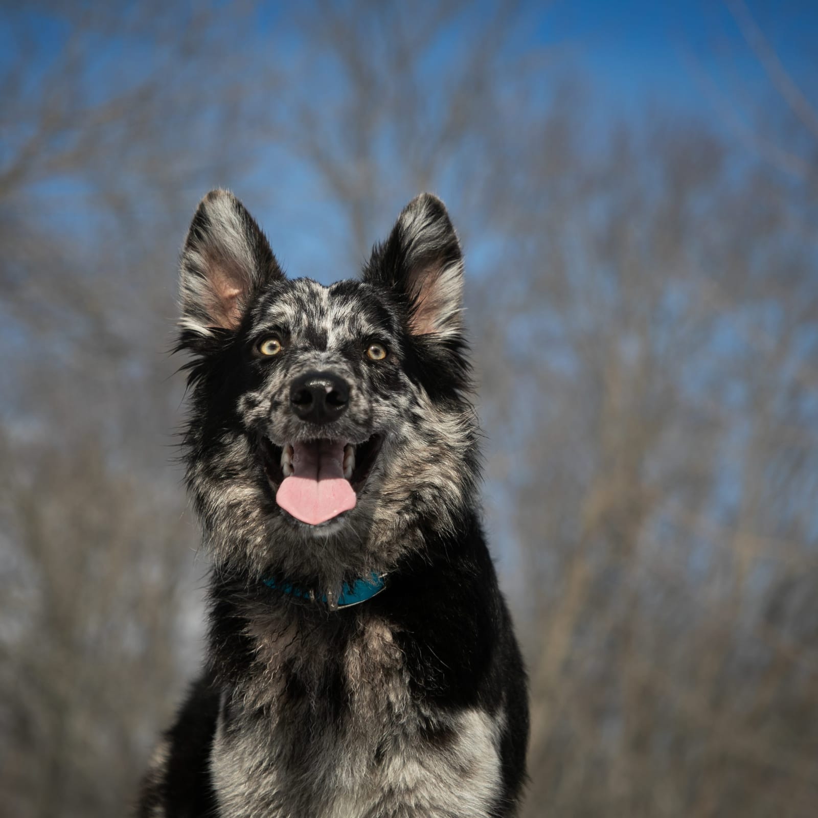 Zephyr