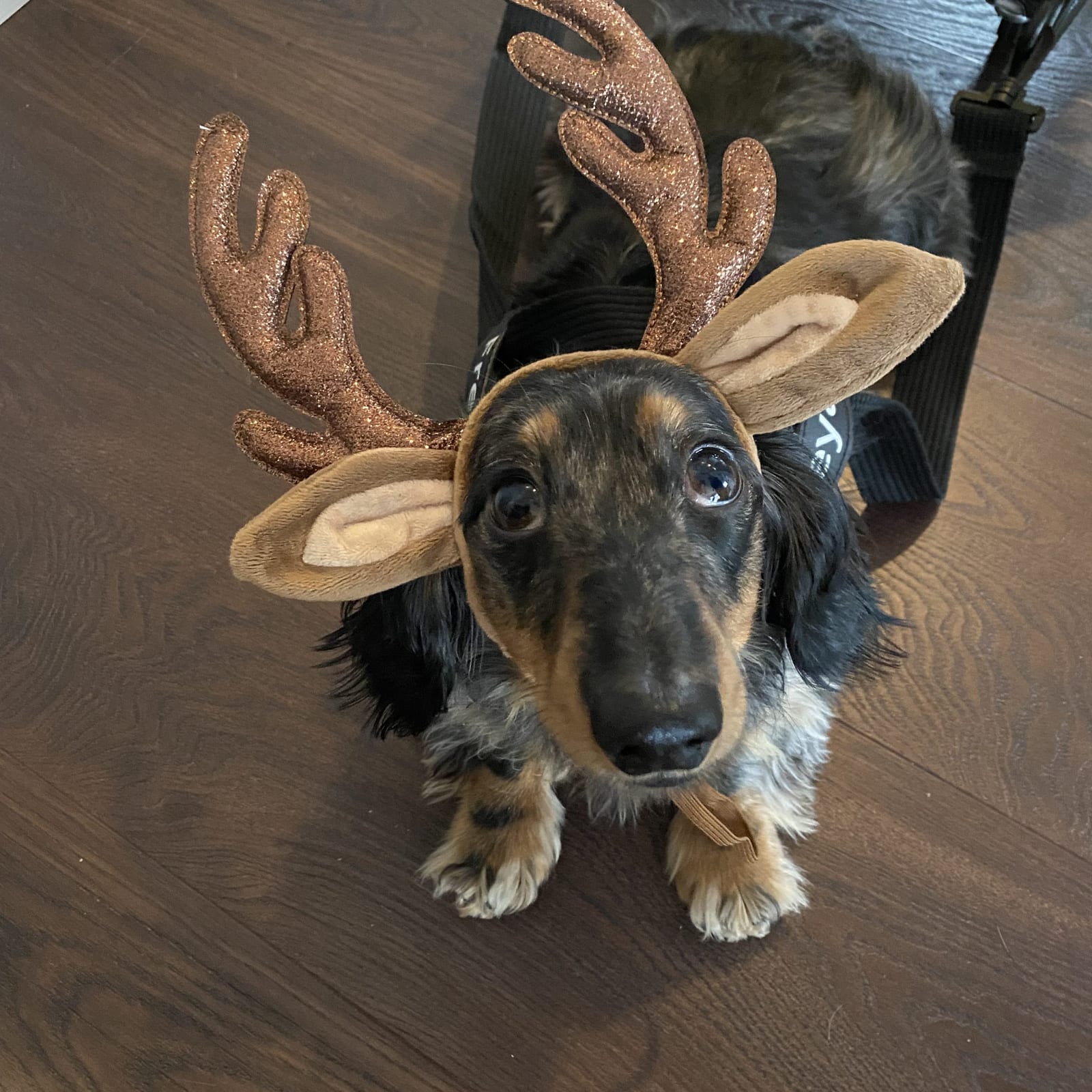 Freya