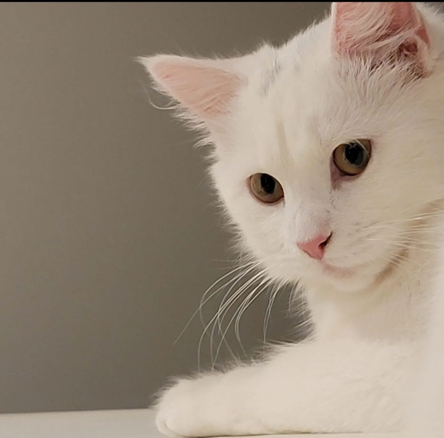 Smudge