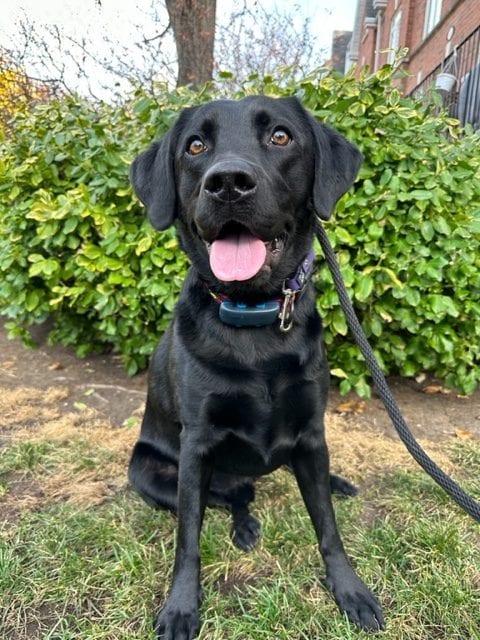 Gus