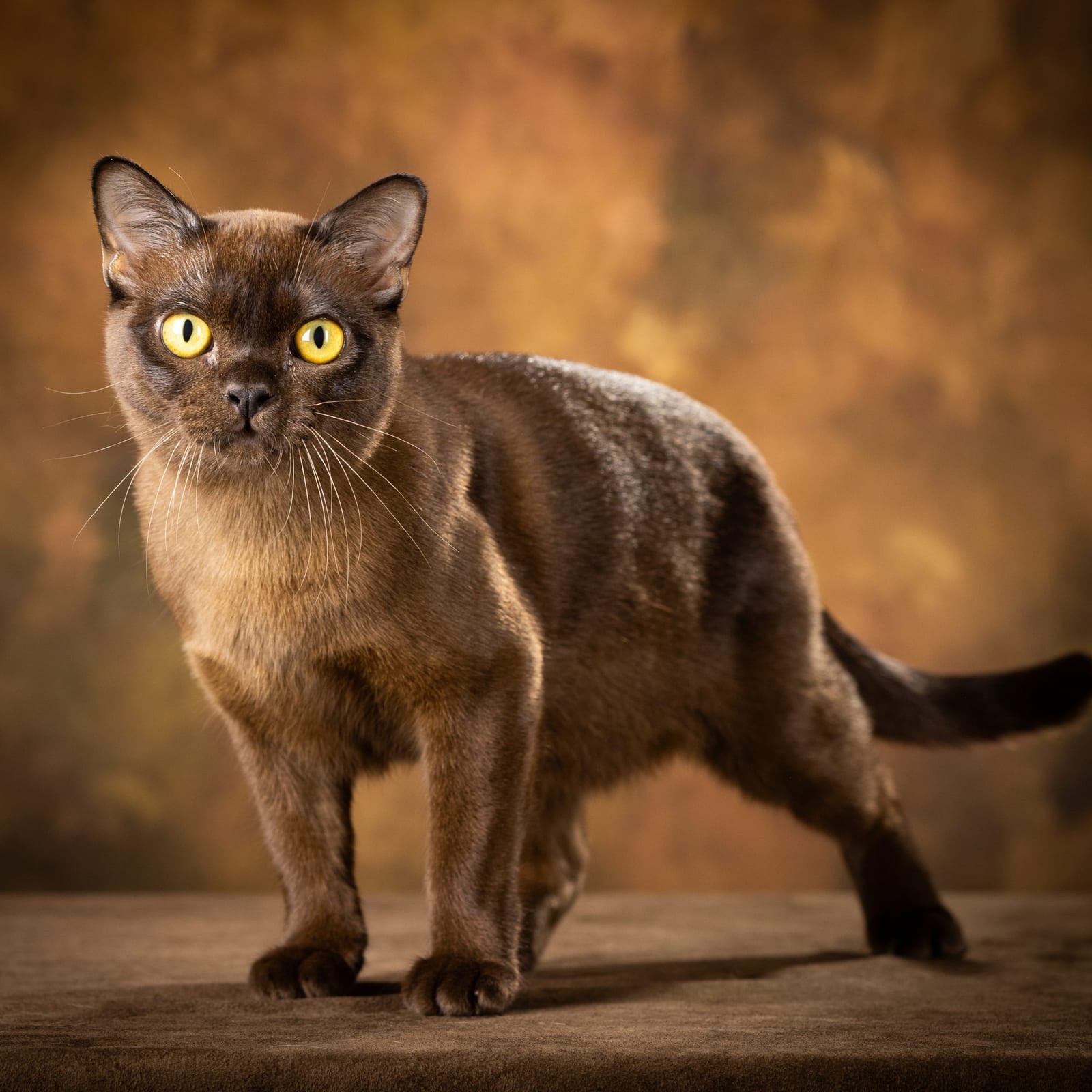 Renfield