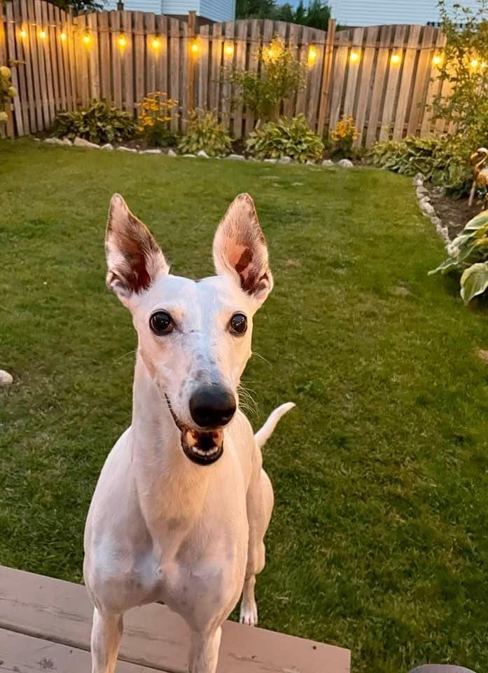 Daisy