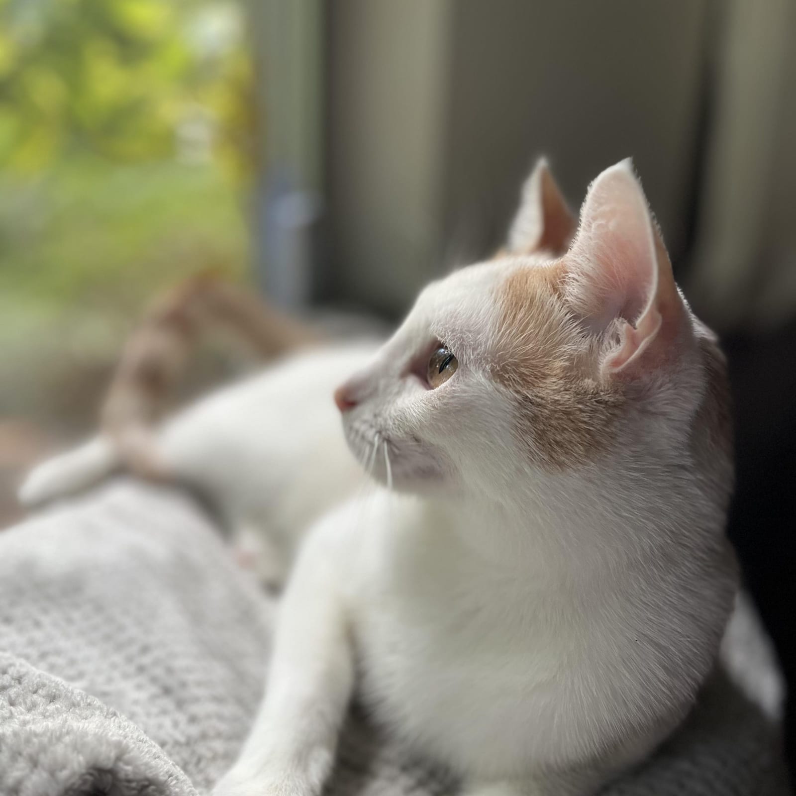 Almond