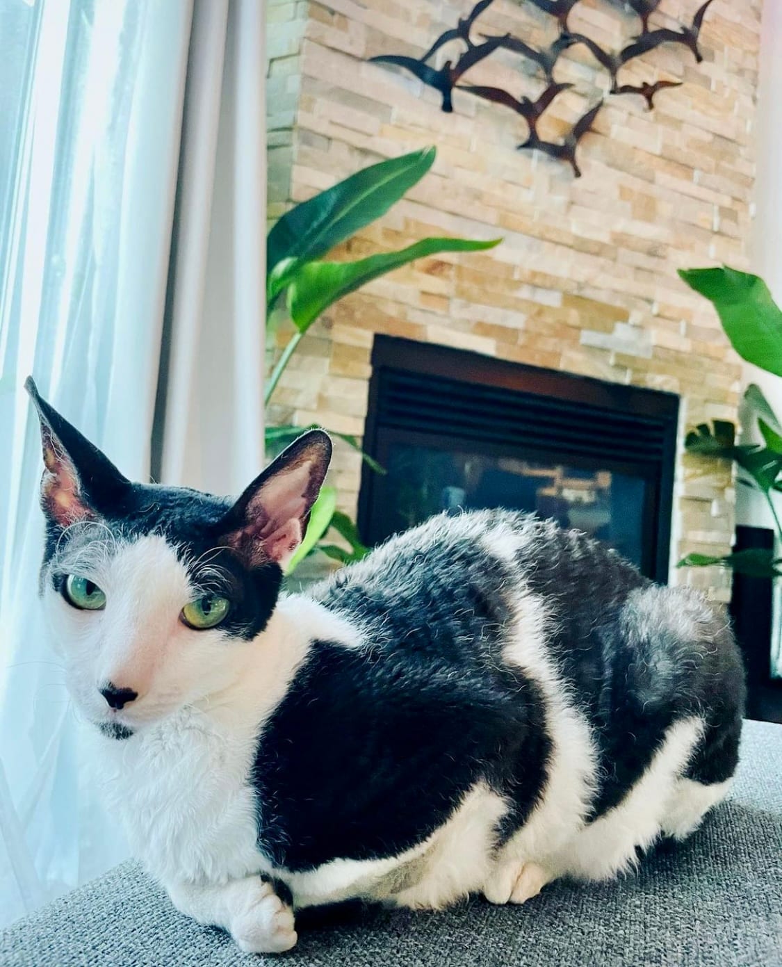 Maestro