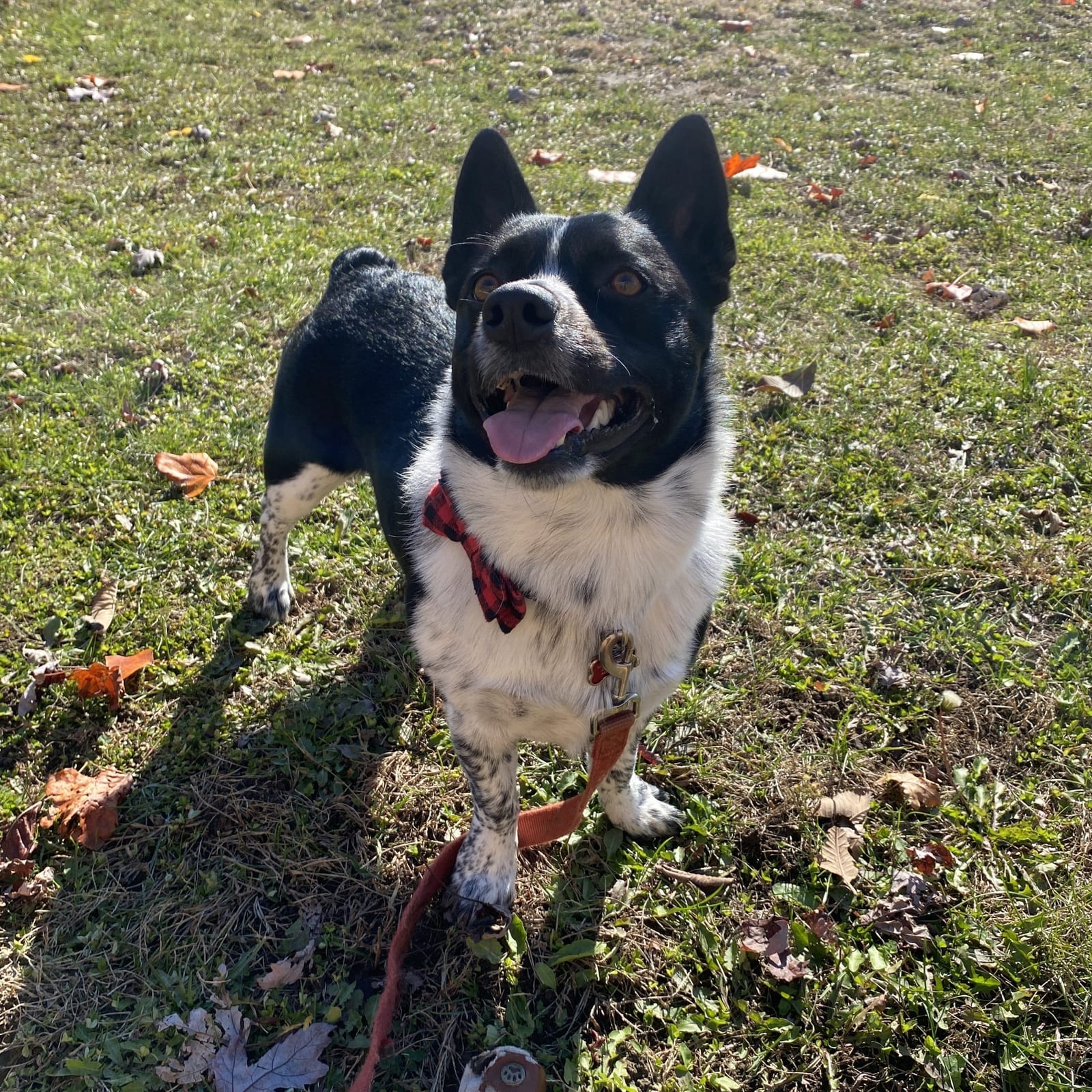 Oreo