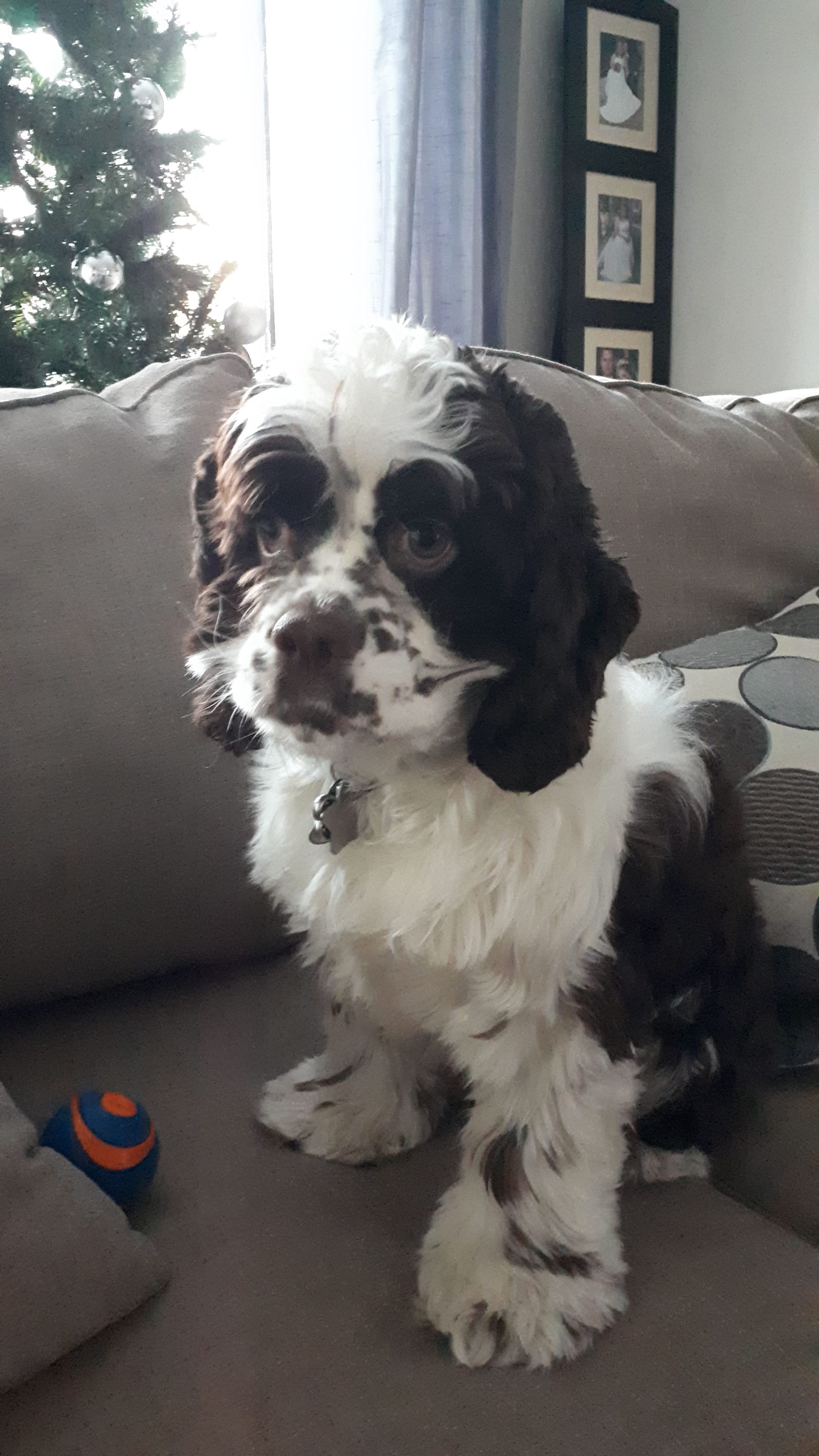 Dottie