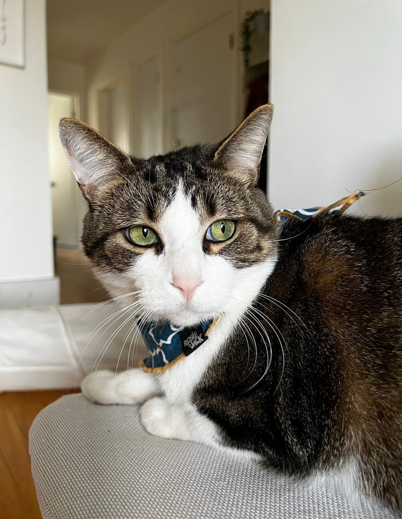 Whiskers