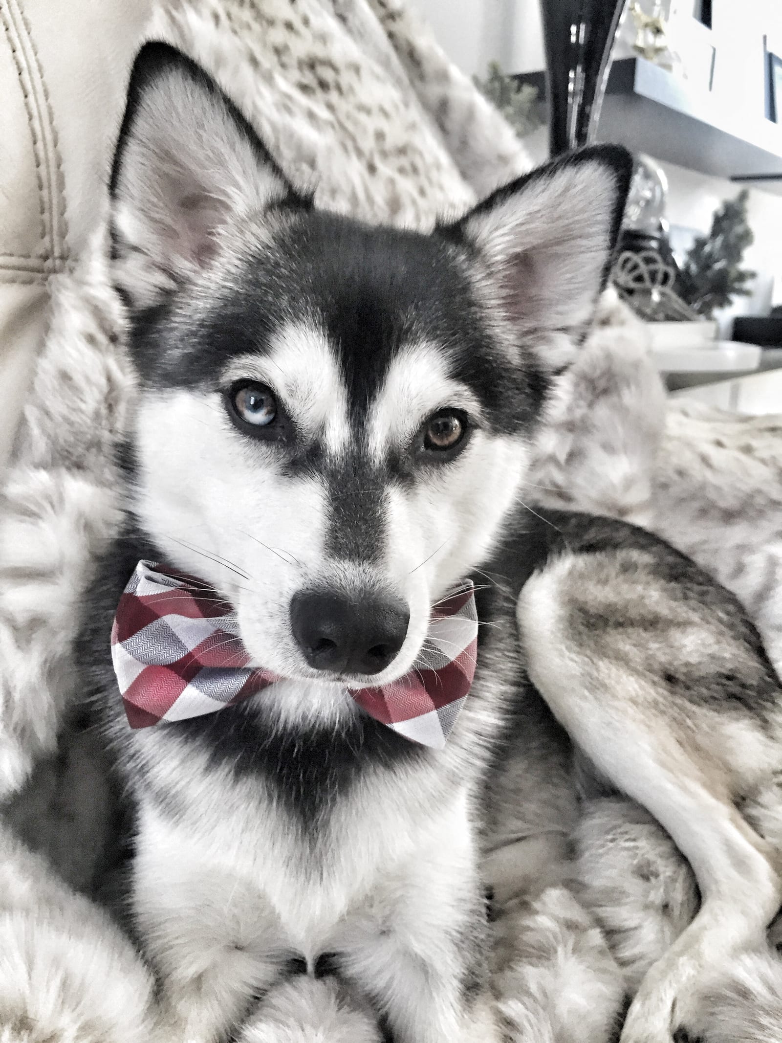 Kai