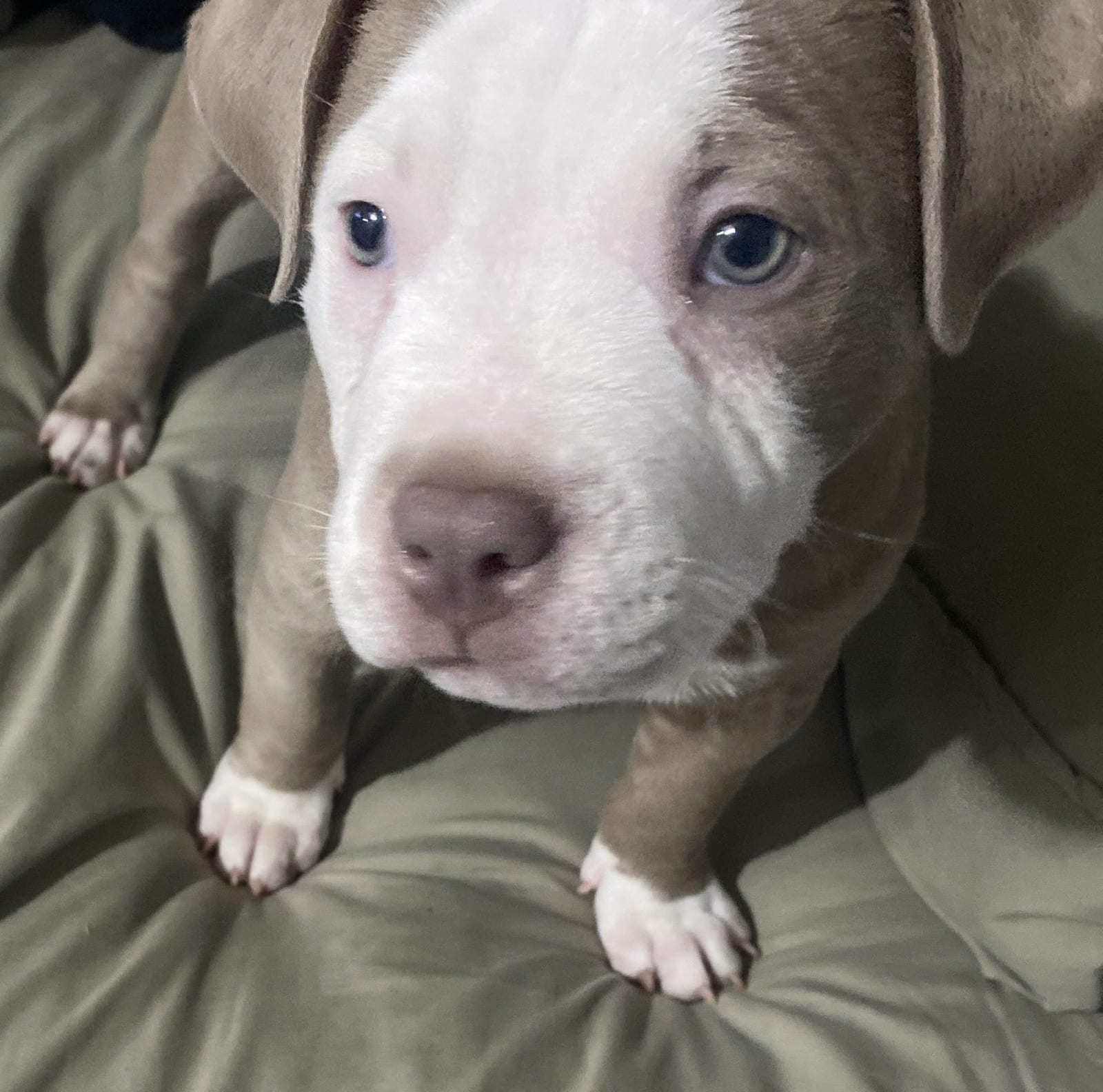 Myla