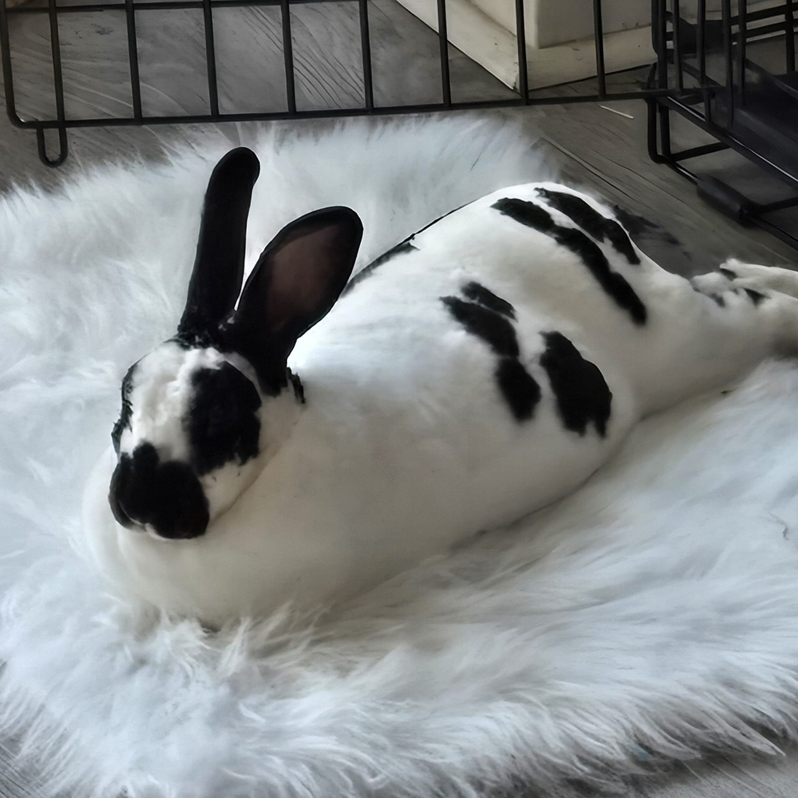 Money Bunny