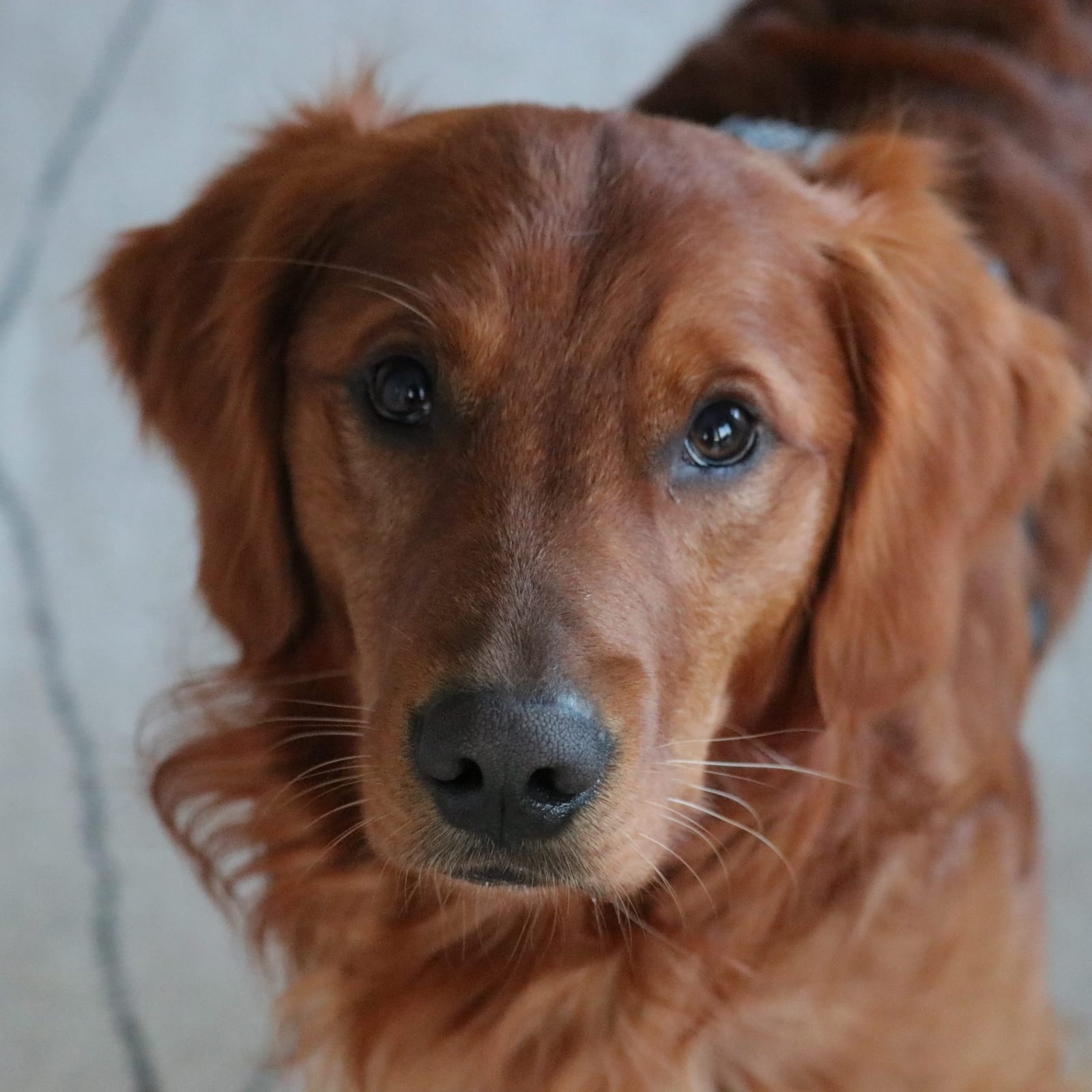 Ollie
