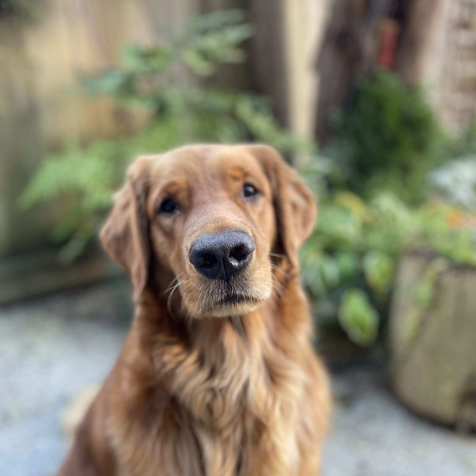 Wilson