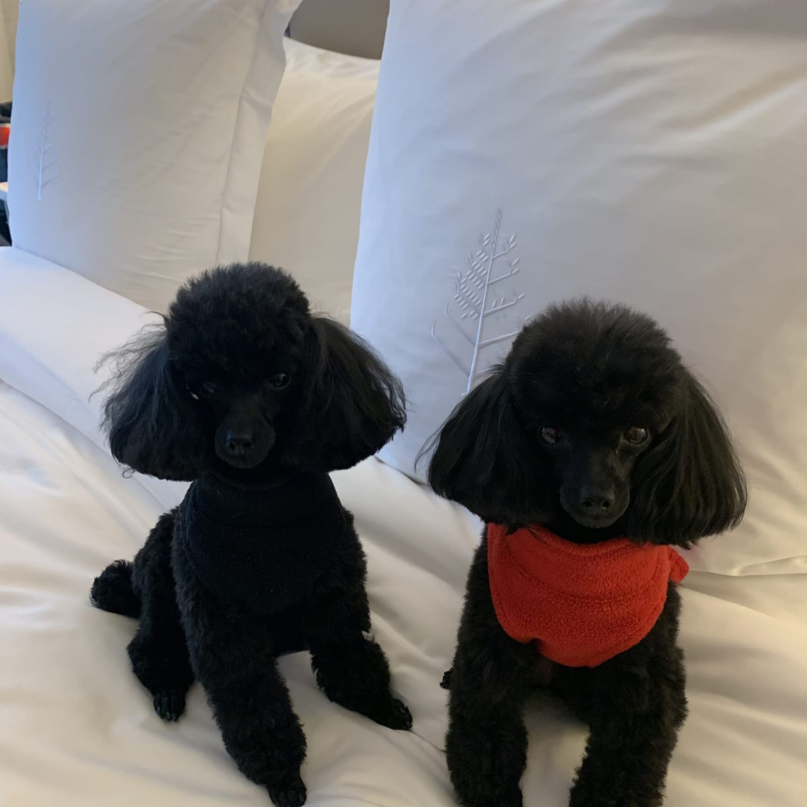 Coco & Dior