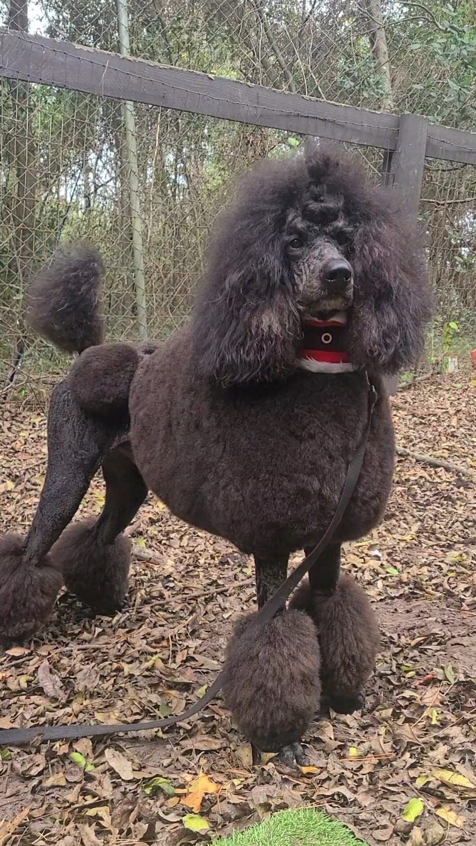 Zuko