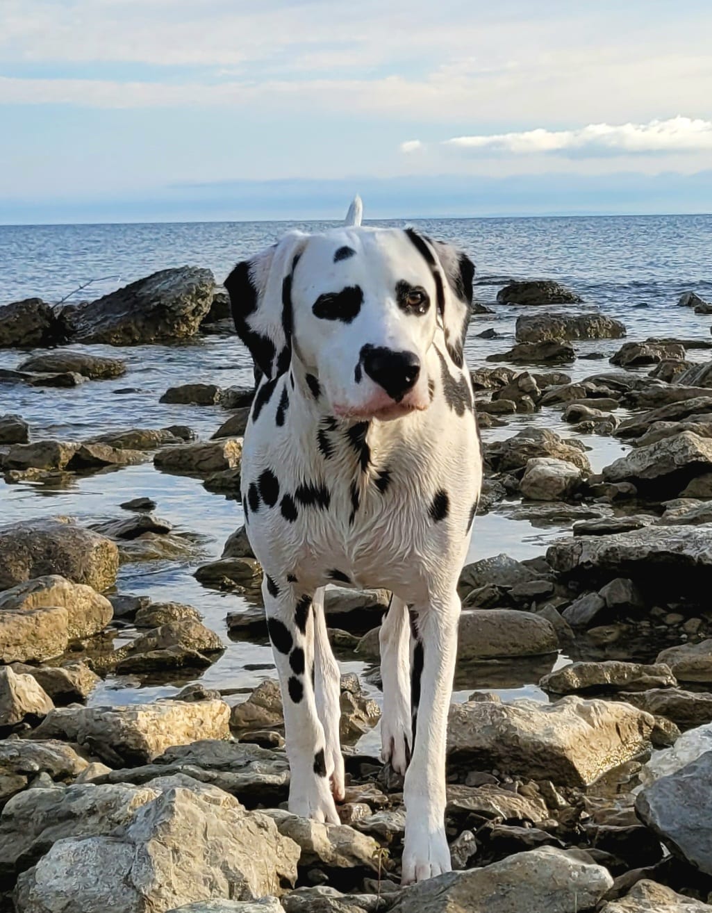 Simon