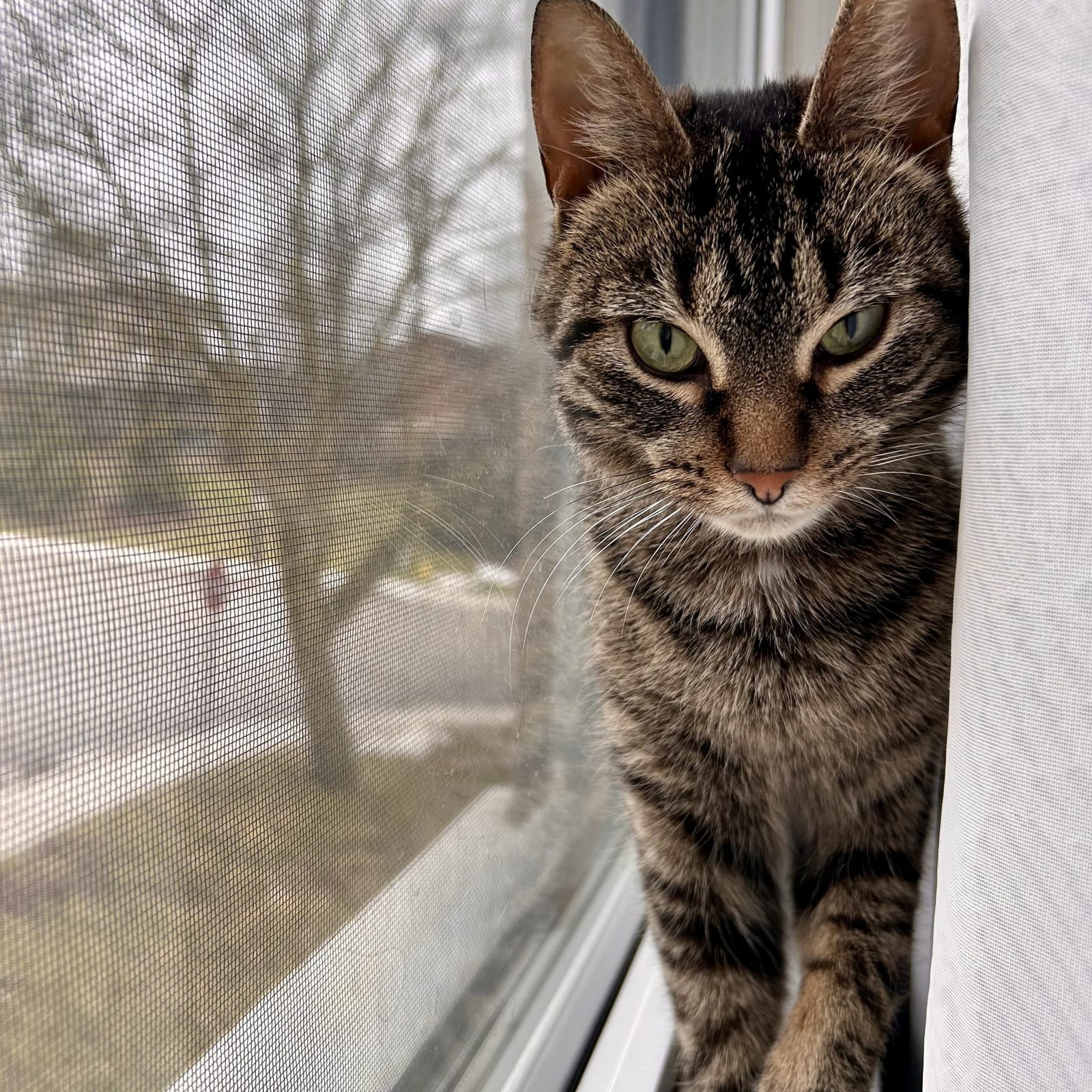 Kitty