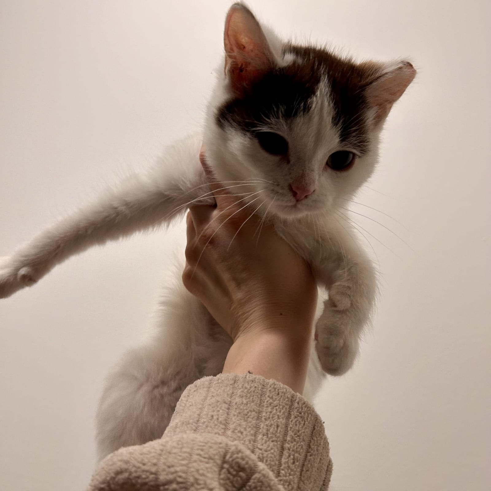 Frankie