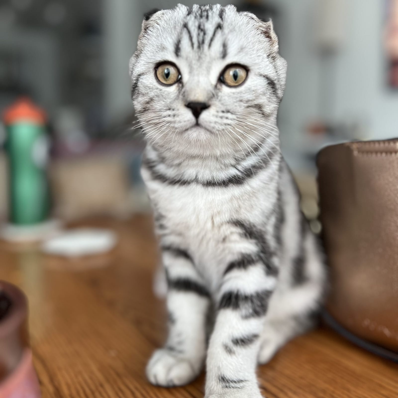 Siri