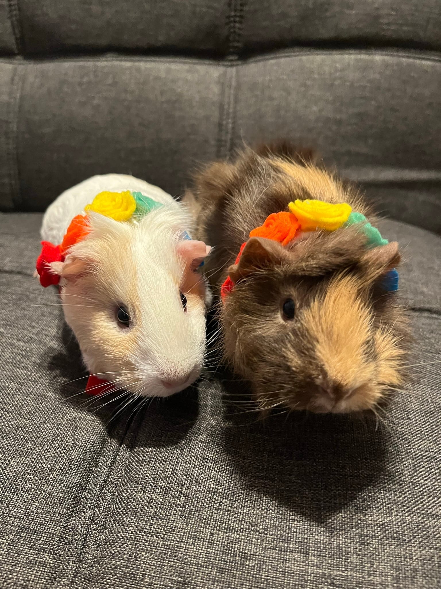 Peanut & Jelly